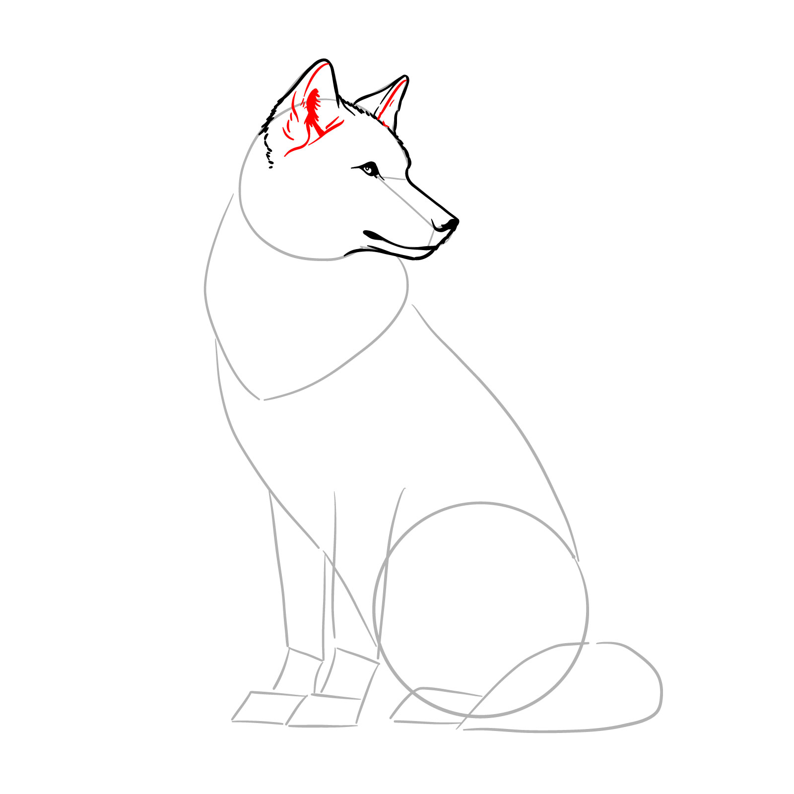 Detailing the ears of a sitting wolf in a drawing - step 08