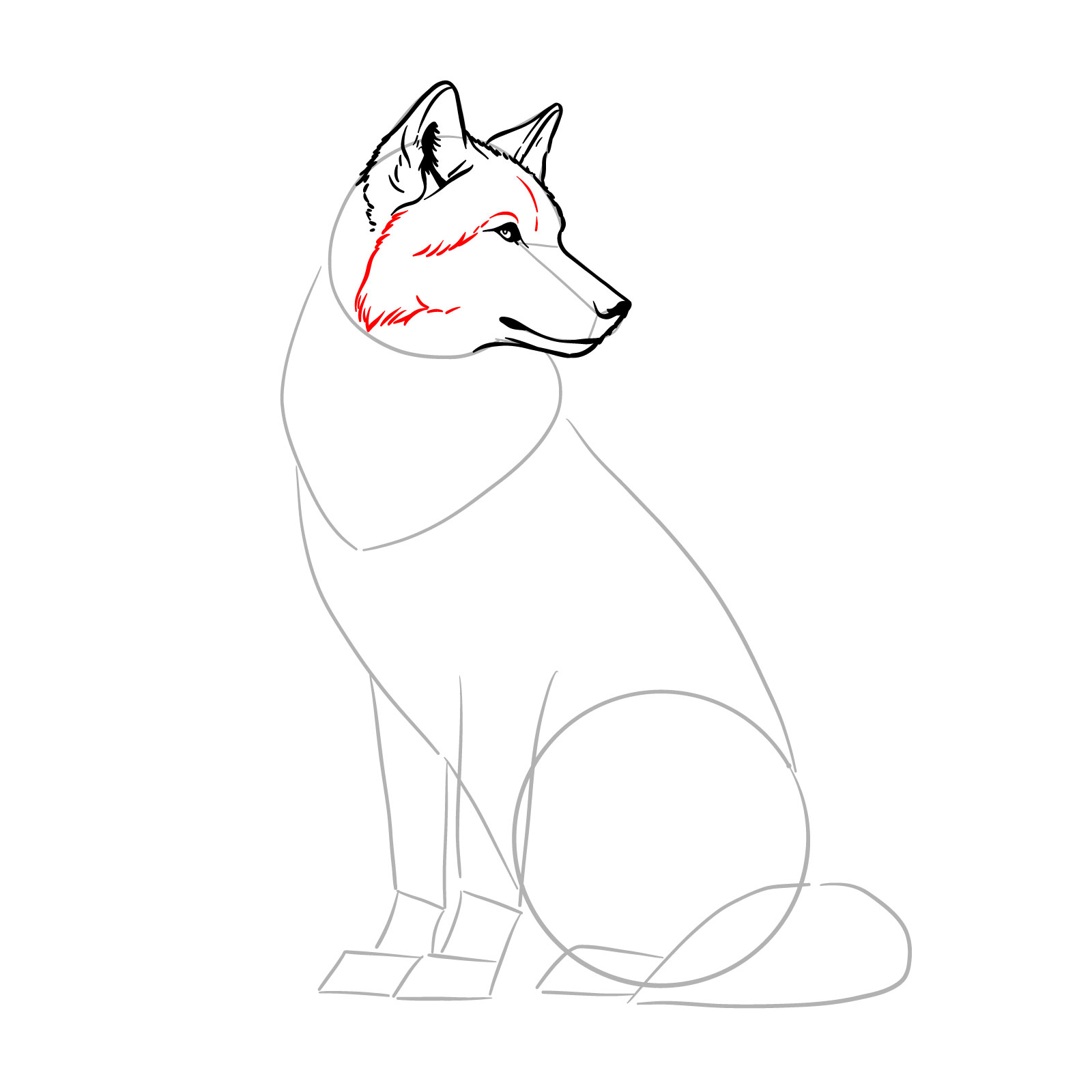 Adding fur detail to the wolf's head in a sitting position drawing - step 09