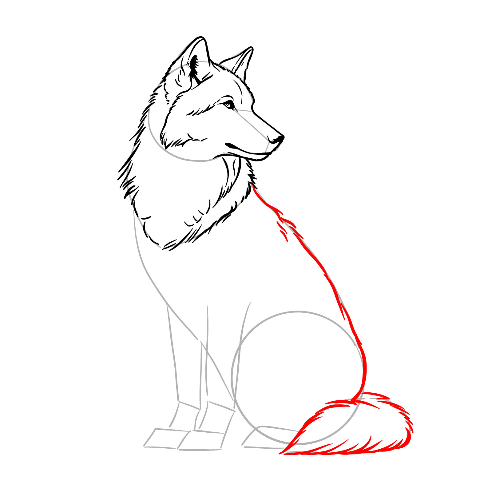 Sketching the back and tail fur of a sitting wolf - step 11