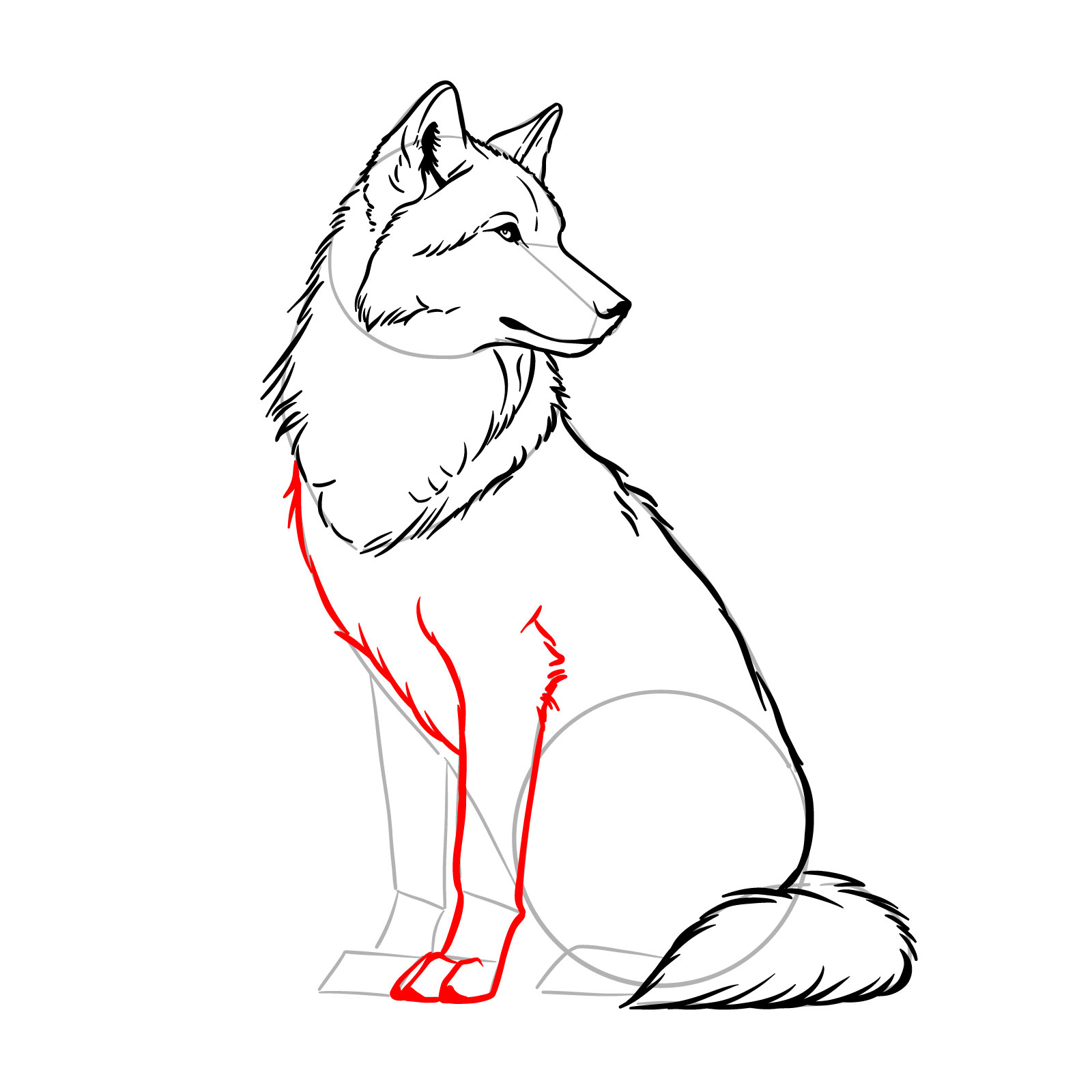 Drawing the chest and front leg of a sitting wolf - step 12