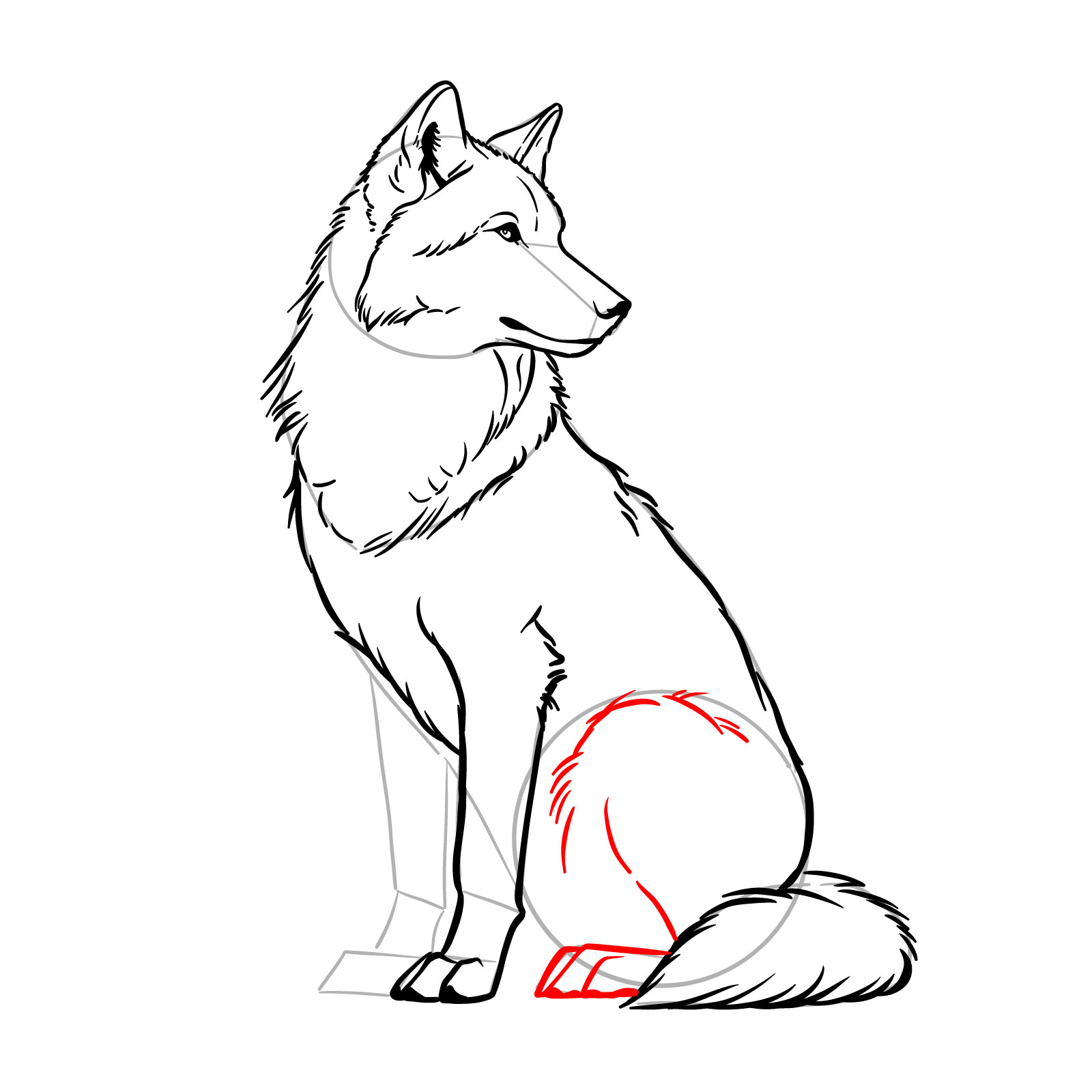 Shaping the rear leg of a seated wolf in a drawing - step 13