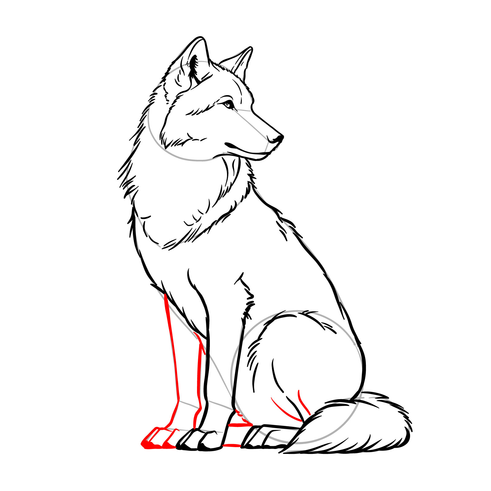 Finalizing the legs of a sitting wolf sketch - step 14