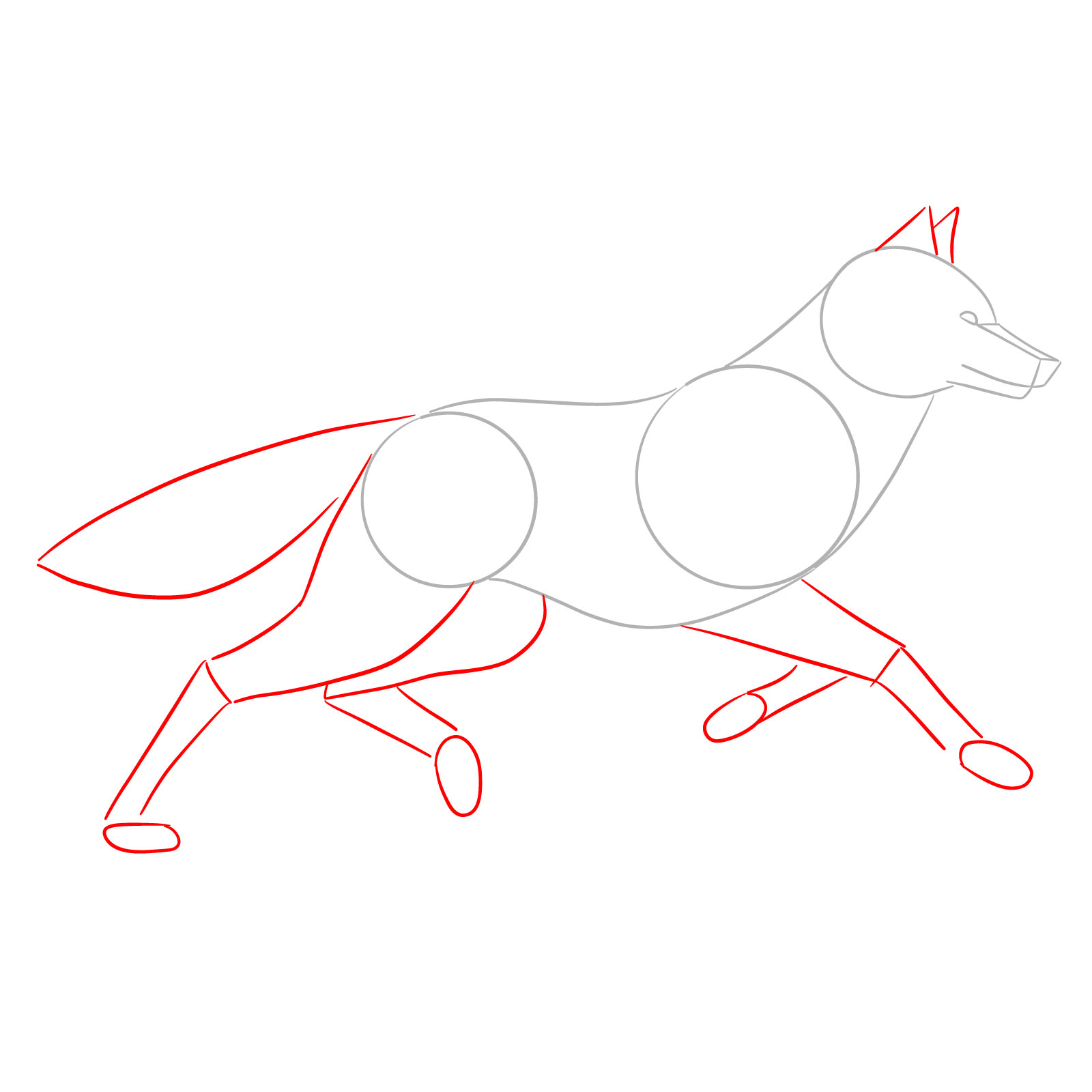 Adding leg and tail shapes to the running wolf drawing step by step - step 02
