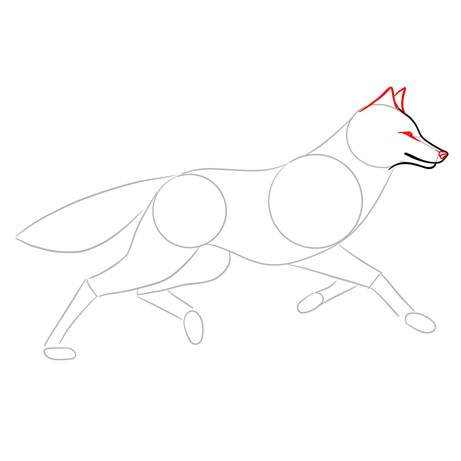 Detailing the eye, nose, and ears in a step-by-step running wolf drawing - step 04
