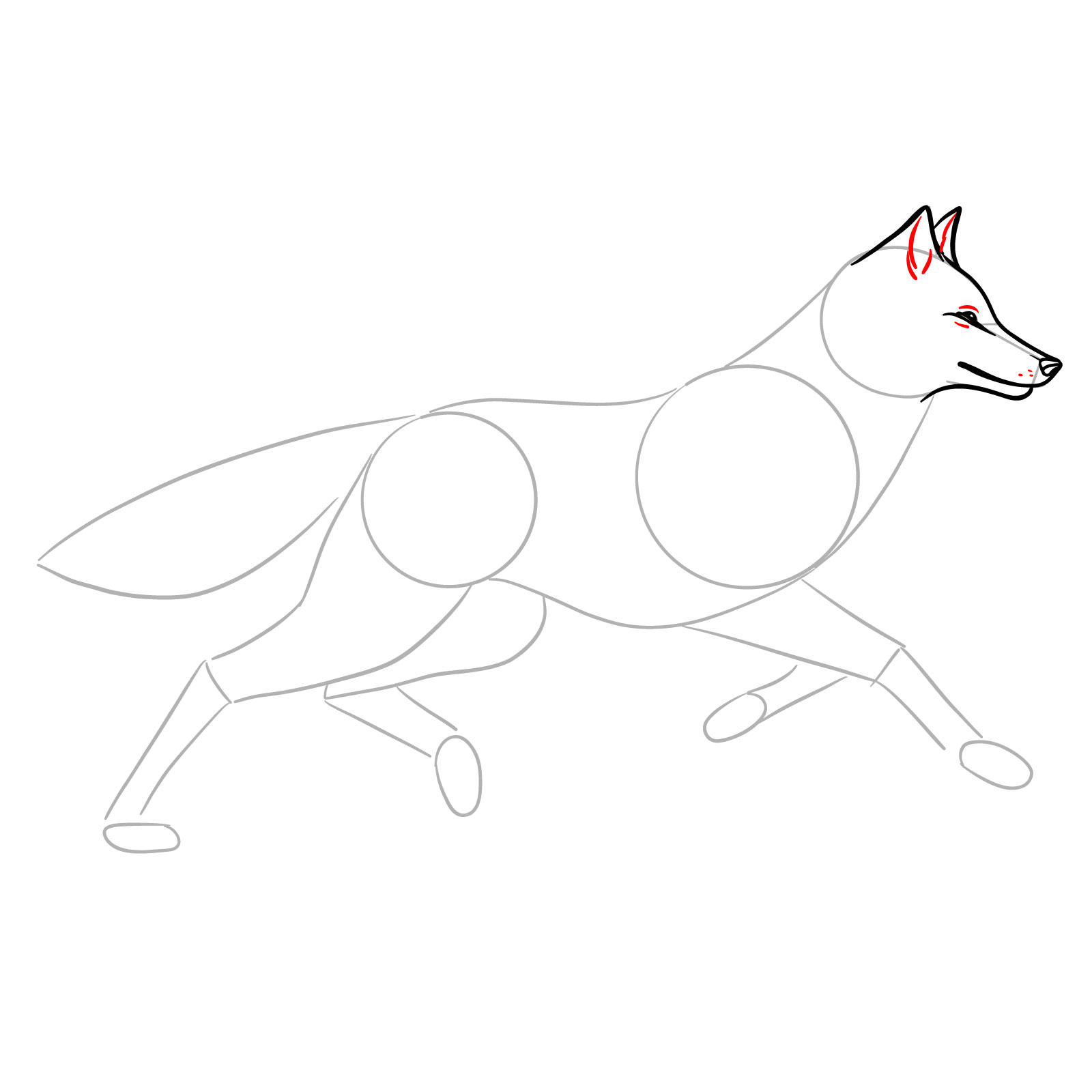 Fine detailing around the eye and ear in a running wolf drawing - step 05