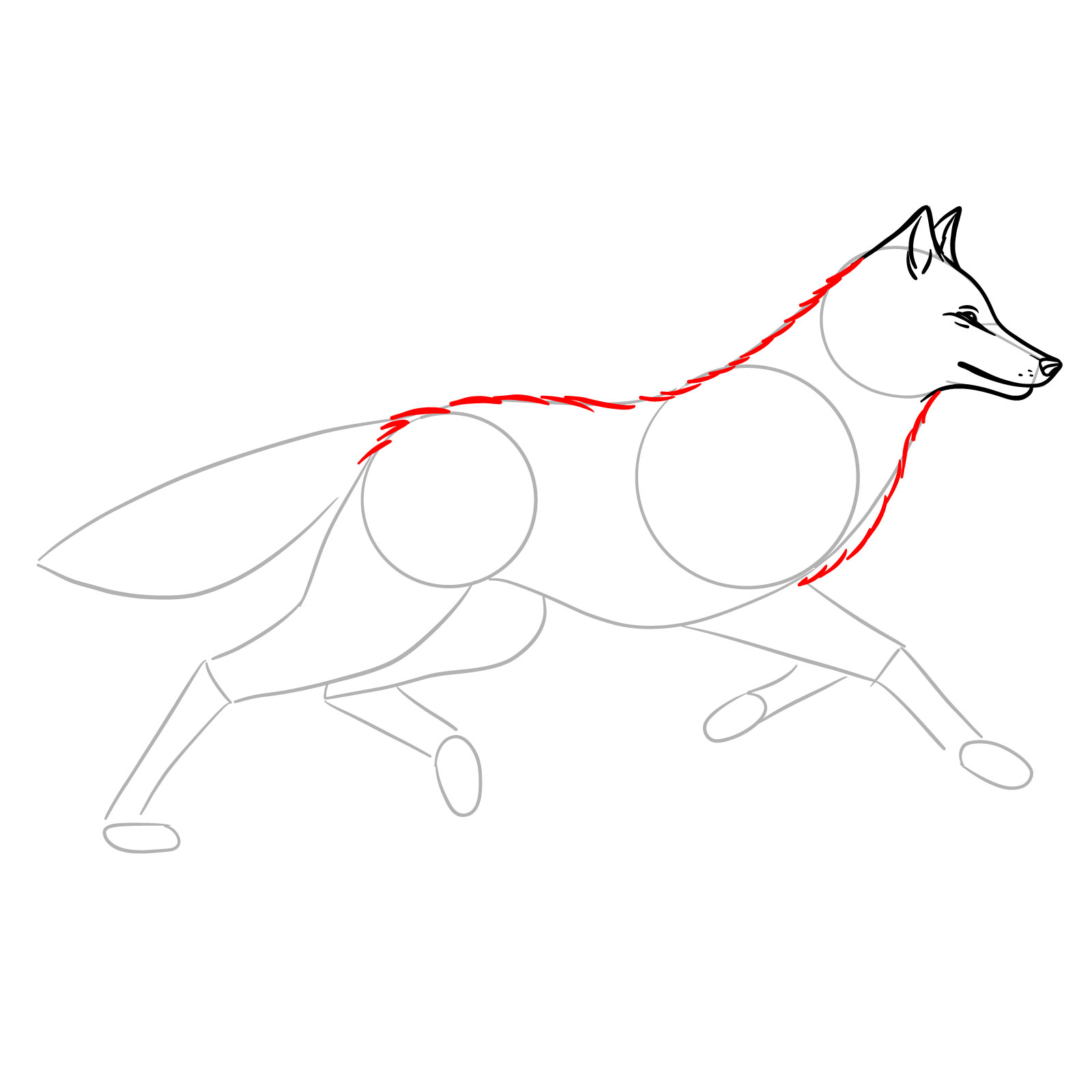 Outlining the neck, back, and chest fur for a running wolf drawing - step 06
