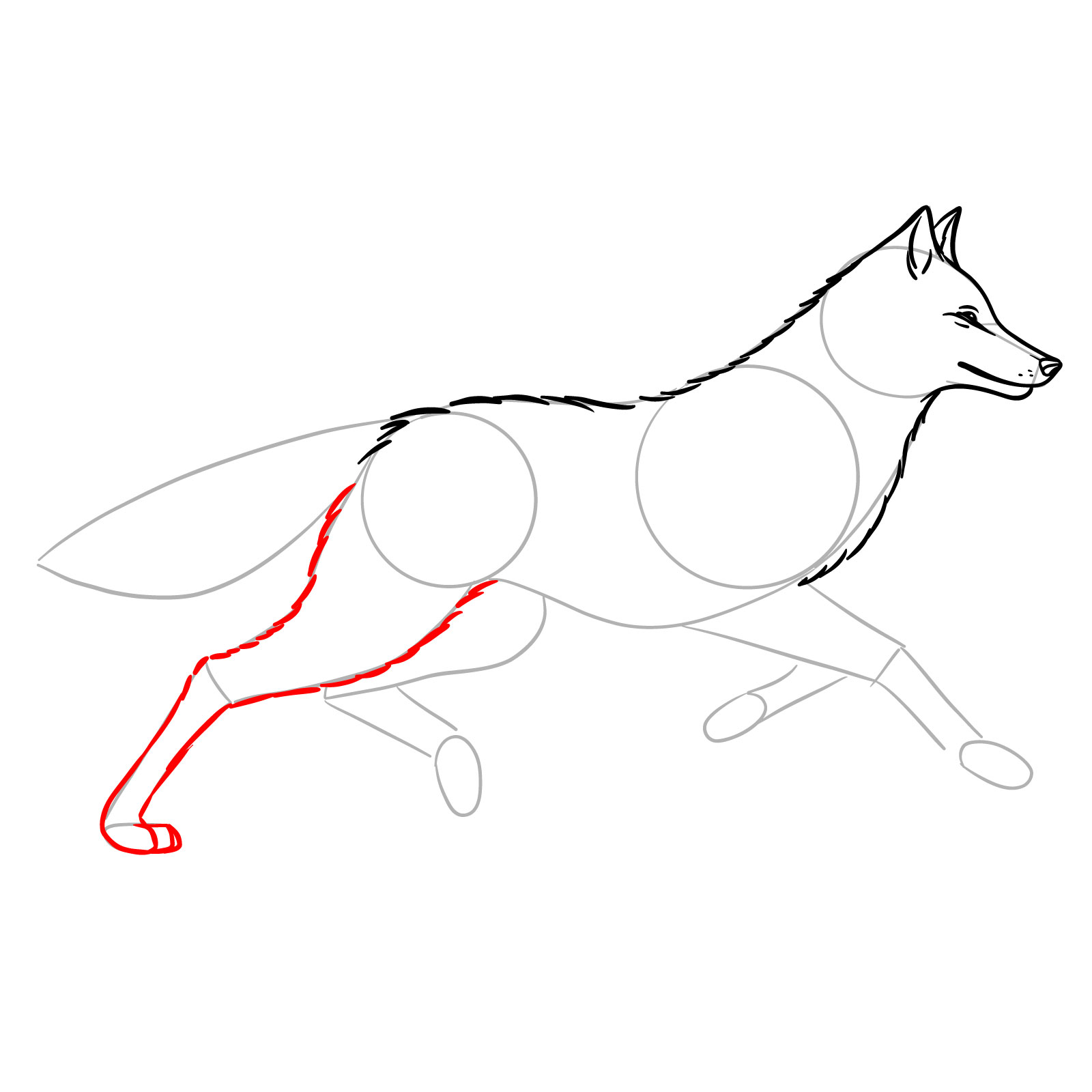 Sketching the hind leg of a wolf in motion for a running wolf drawing - step 07