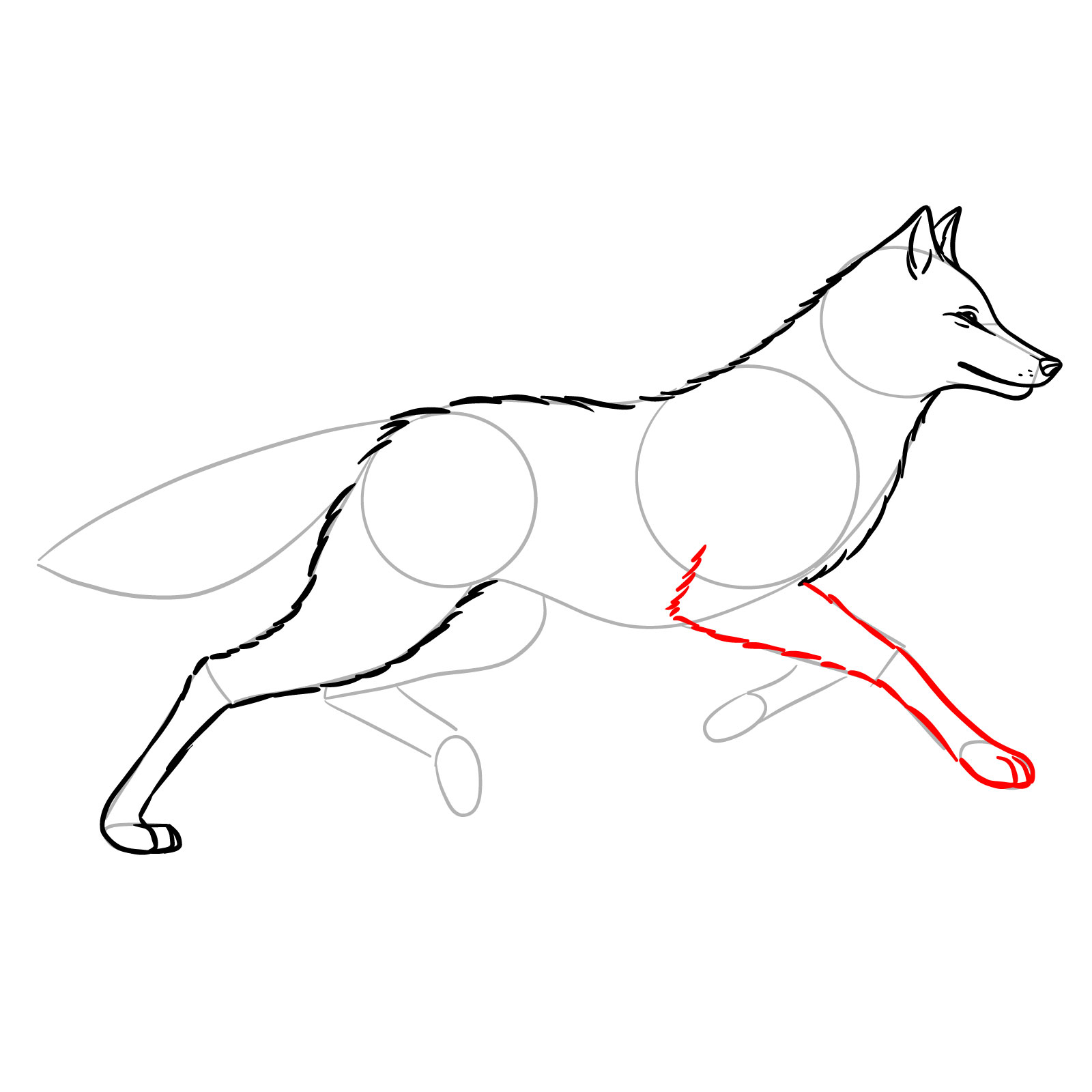 Drawing the front leg of a wolf in a running wolf drawing tutorial - step 08