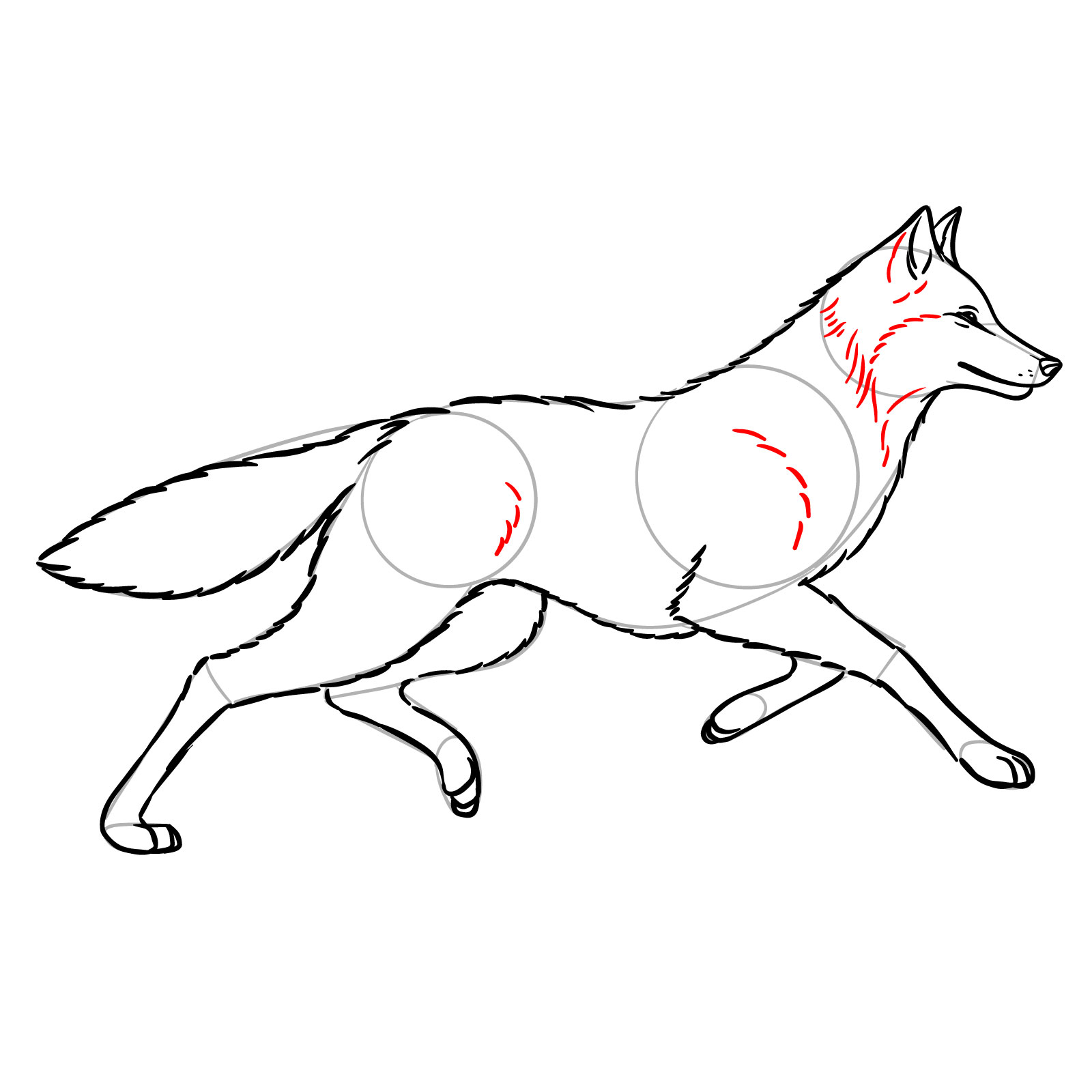 Adding fur texture and muscle details to a running wolf illustration - step 11