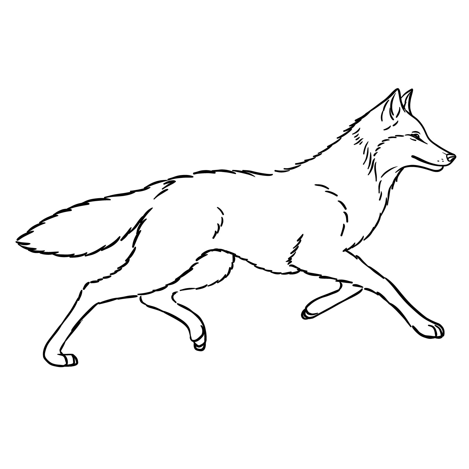 Finalized drawing of a running wolf after erasing the sketch lines - step 12