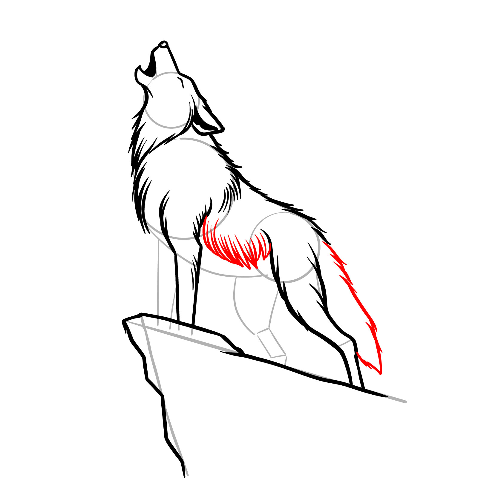 Adding the belly fur and tail to the howling wolf sketch - step 09