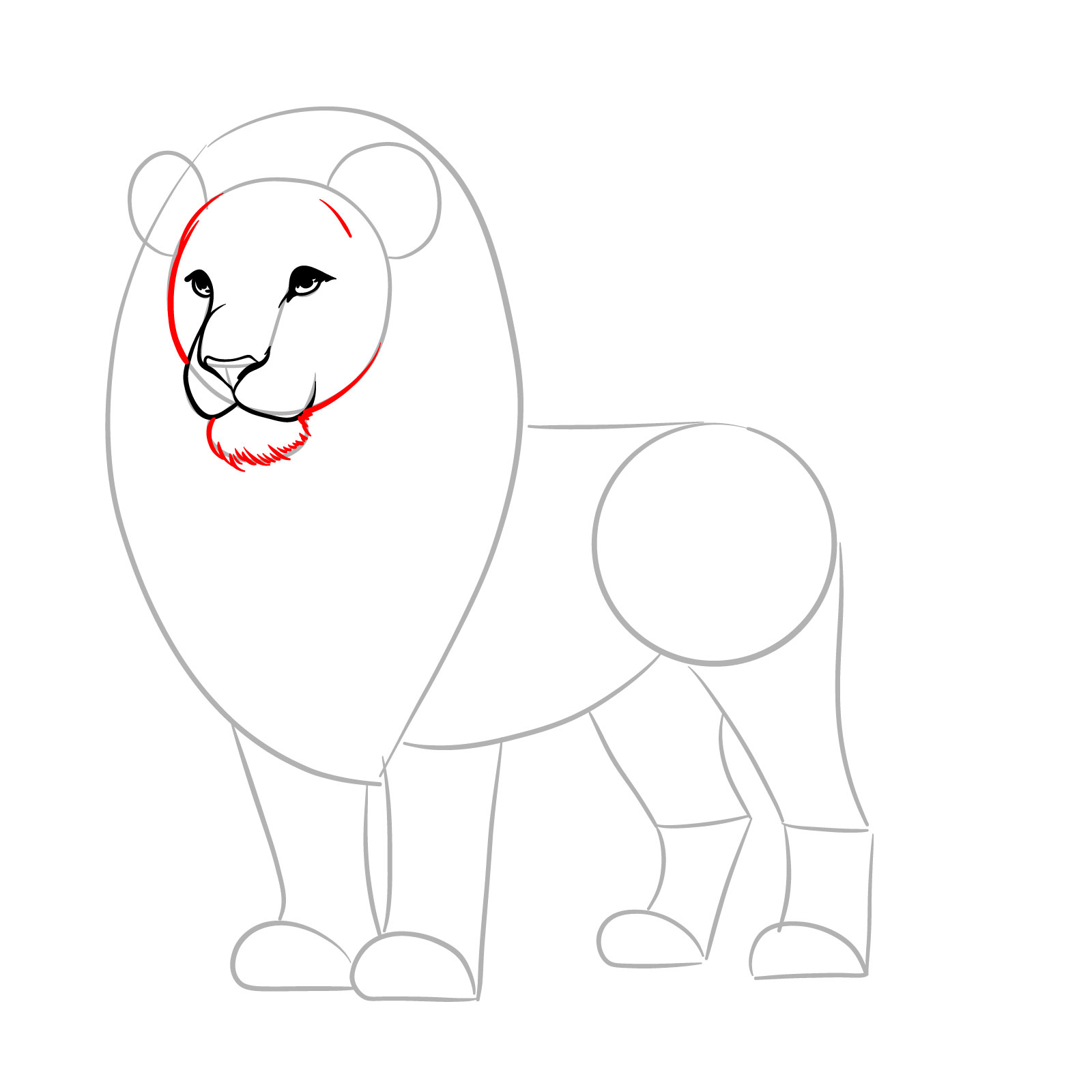 Simple lion drawing guide for chin and face frame - step 05