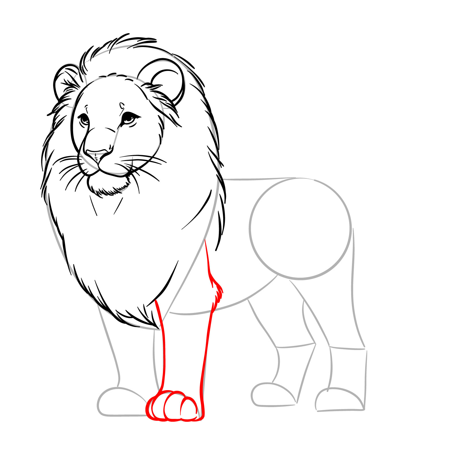 Simple lion drawing showing the first front leg and paw - step 09