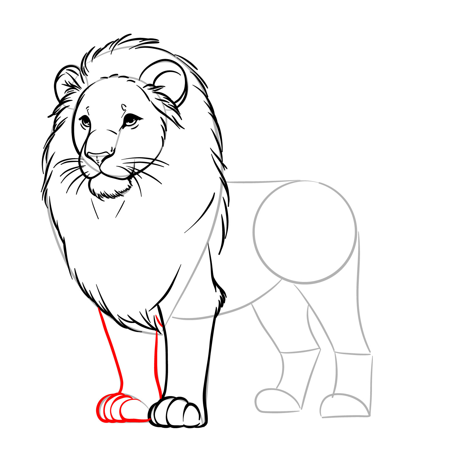 How to draw a simple lion with the second front leg - step 10