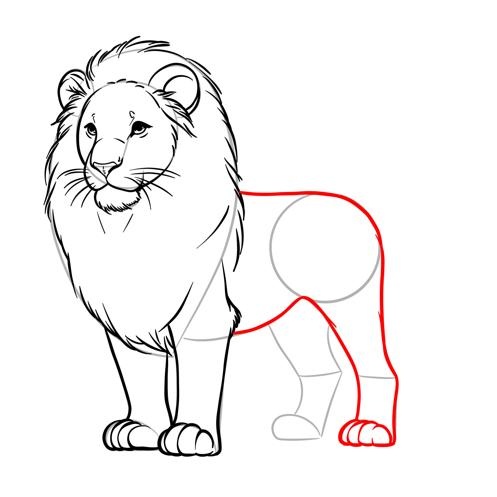 Easy lion drawing step for the body and first rear leg - step 11