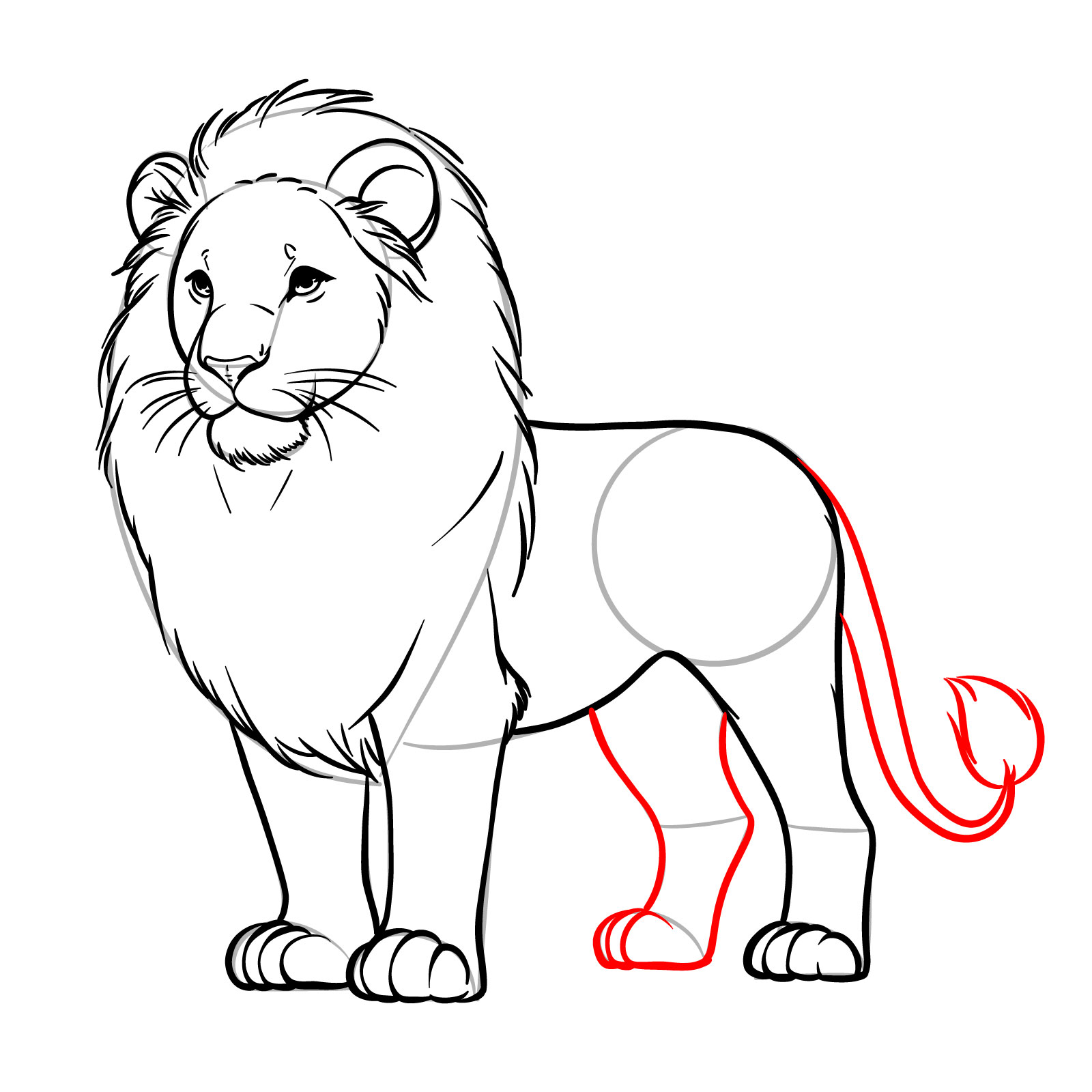 Step-by-step lion drawing of the second rear leg and tail - step 12