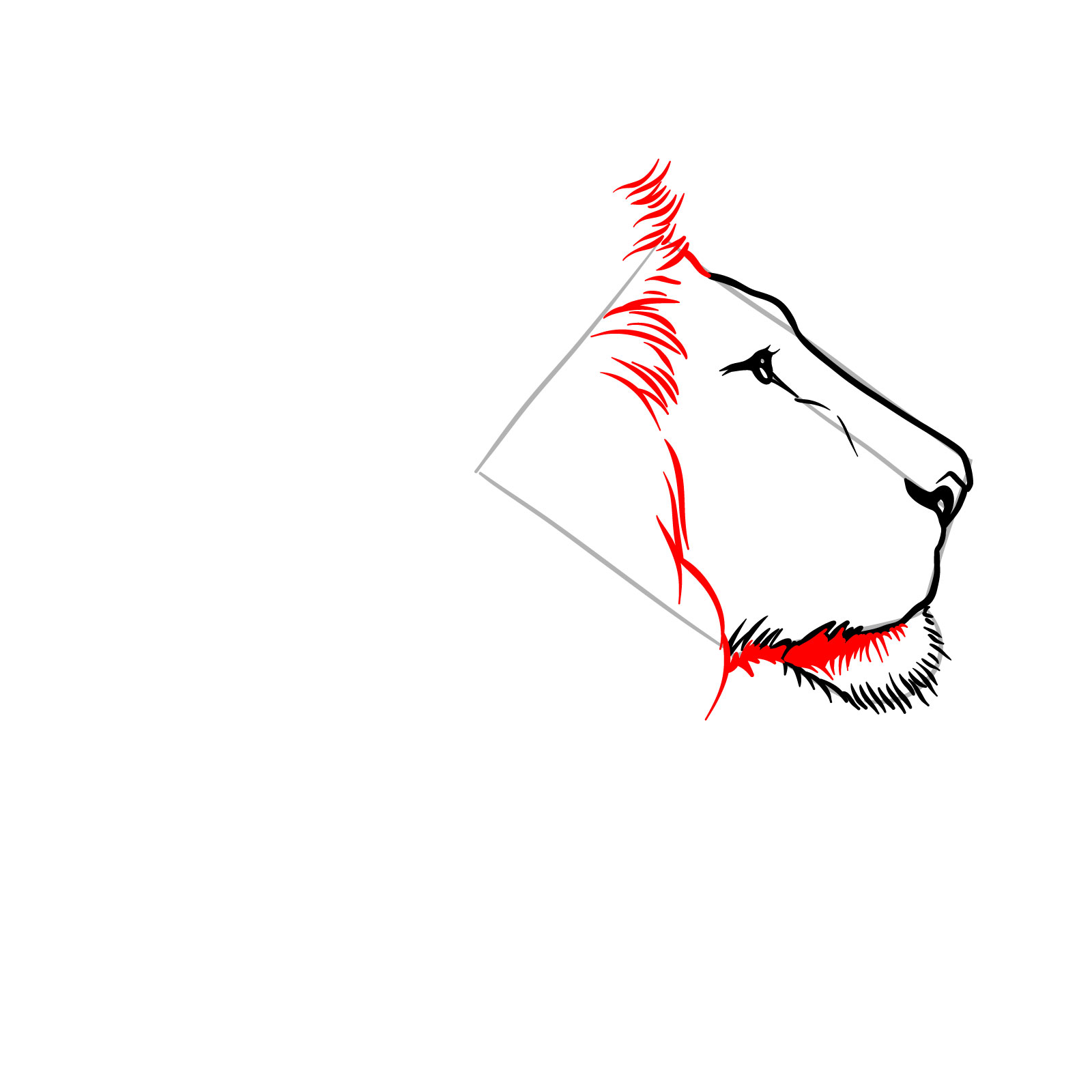 Adding fur texture to the face frame in a lion's head side view drawing - step 05