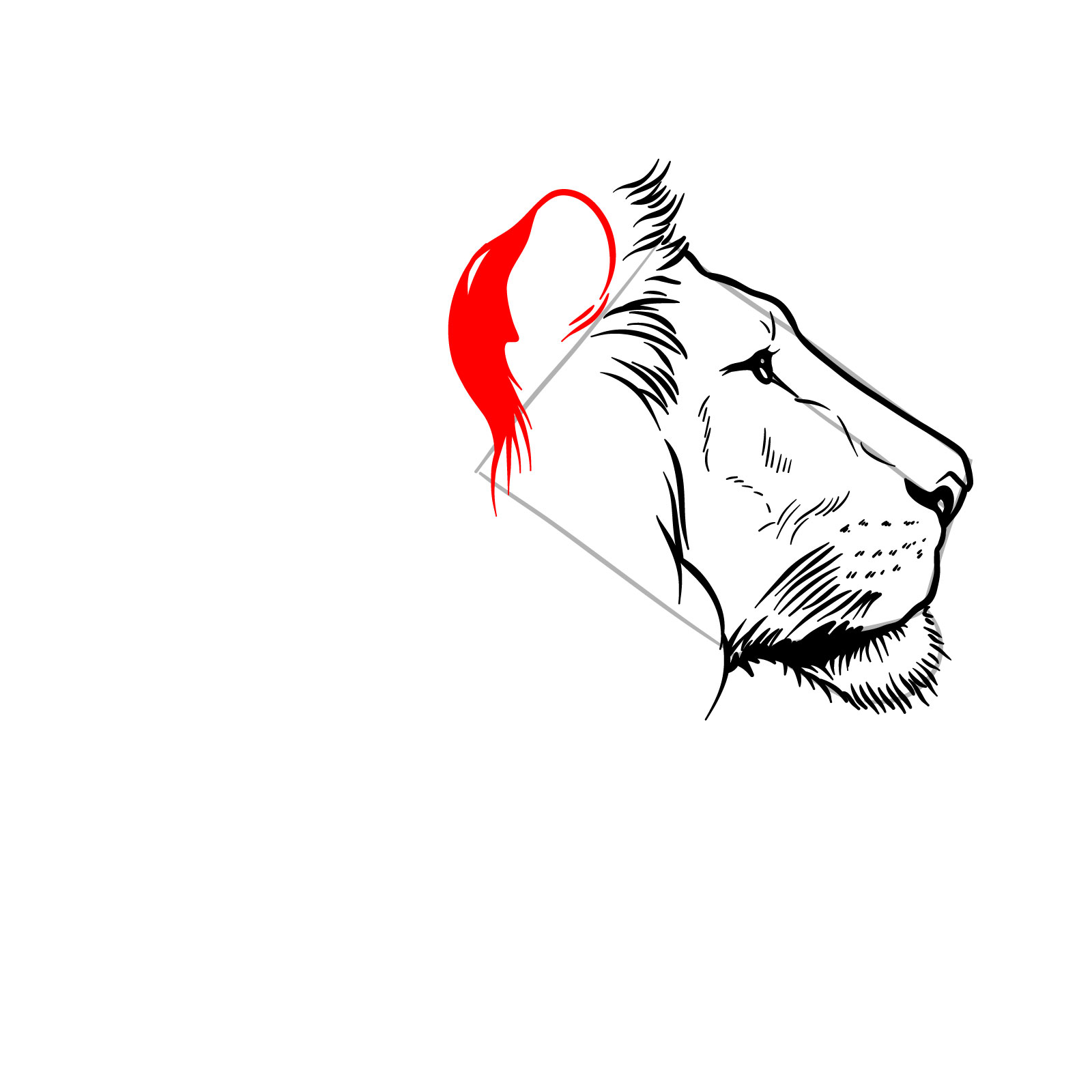Shaded inner ear of a lion's head drawn from the side - step 07