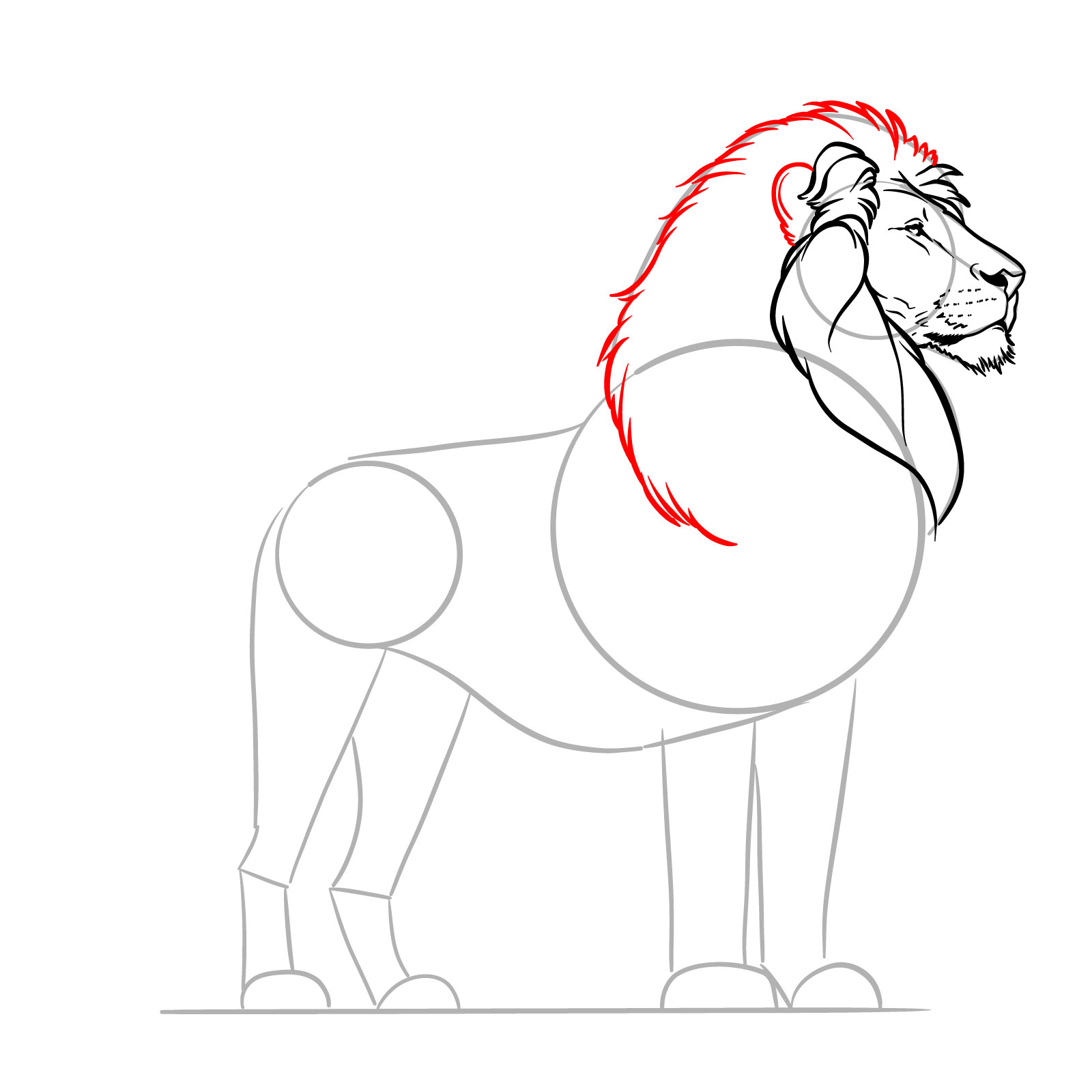 Drawing the ear and upper mane of a standing lion - step 10