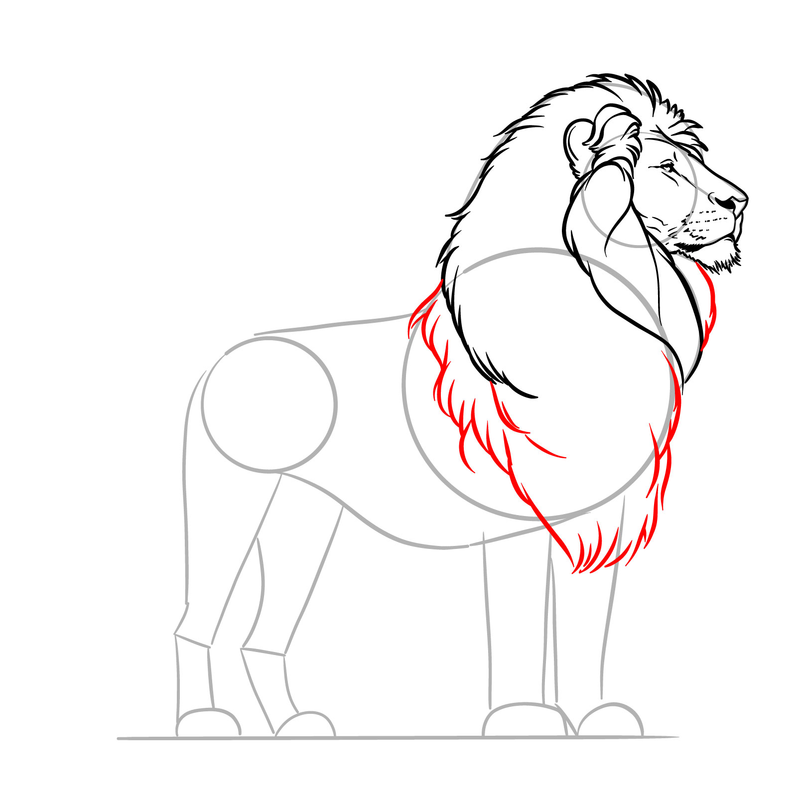 Finalizing the mane outline in a standing lion sketch - step 11
