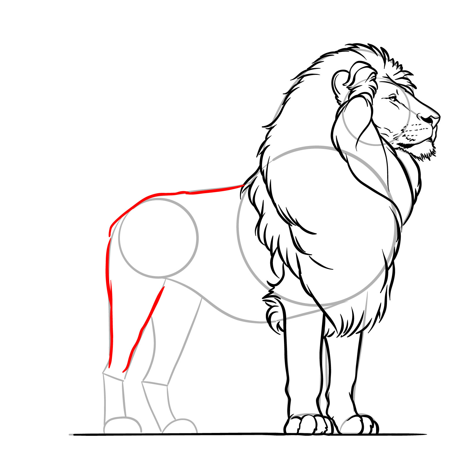 Outlining the back and part of the rear right leg of a lion - step 14