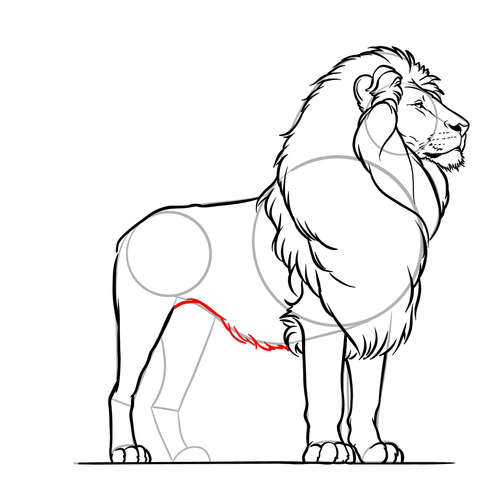 Drawing the underside of a standing lion's body - step 16