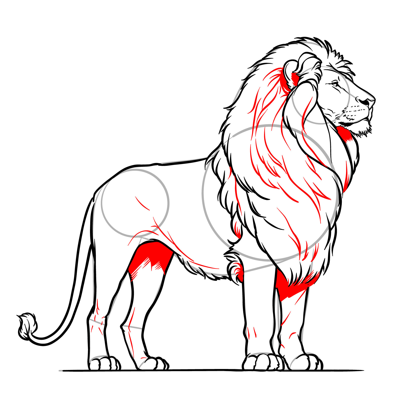 Enhancing the mane and adding body details to a standing lion - step 18