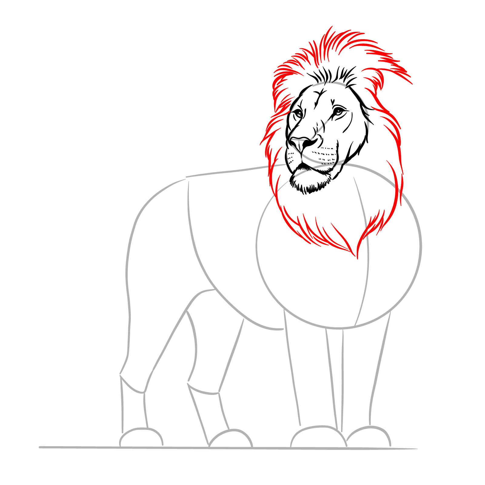 Creating the outline of the mane in a step-by-step guide for a standing lion drawing - step 07