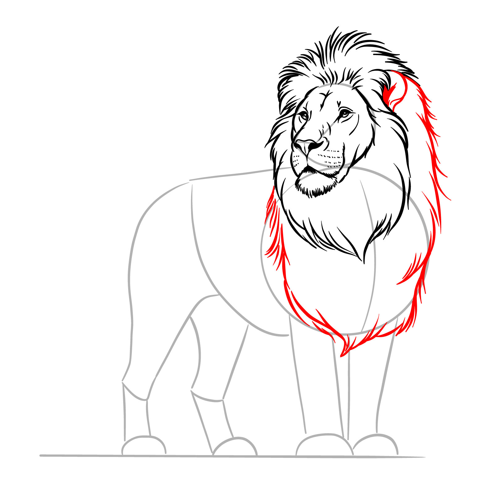 Adding the ear and second mane layer to the standing lion drawing tutorial - step 08