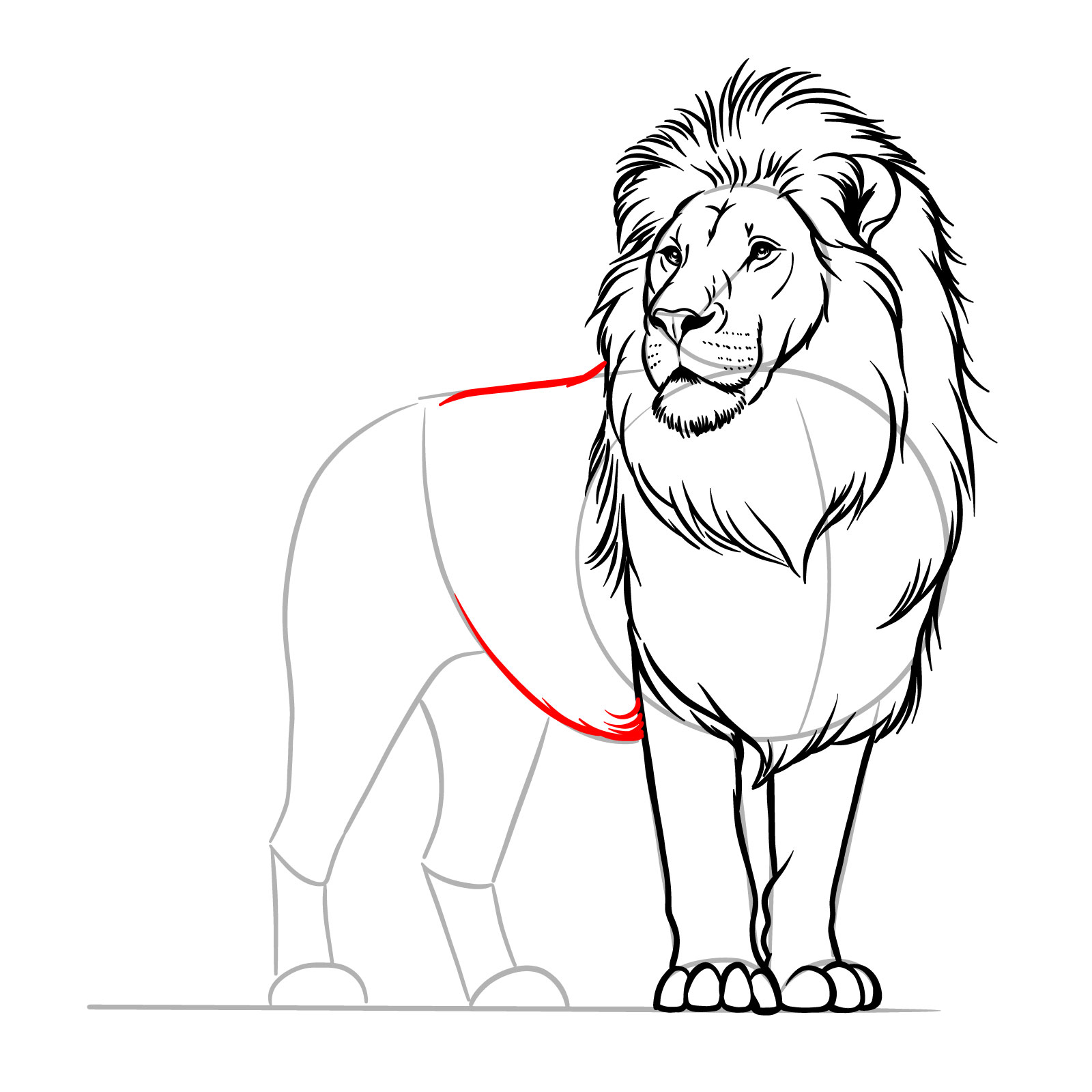 Creating the body contour in a standing lion drawing guide - step 11