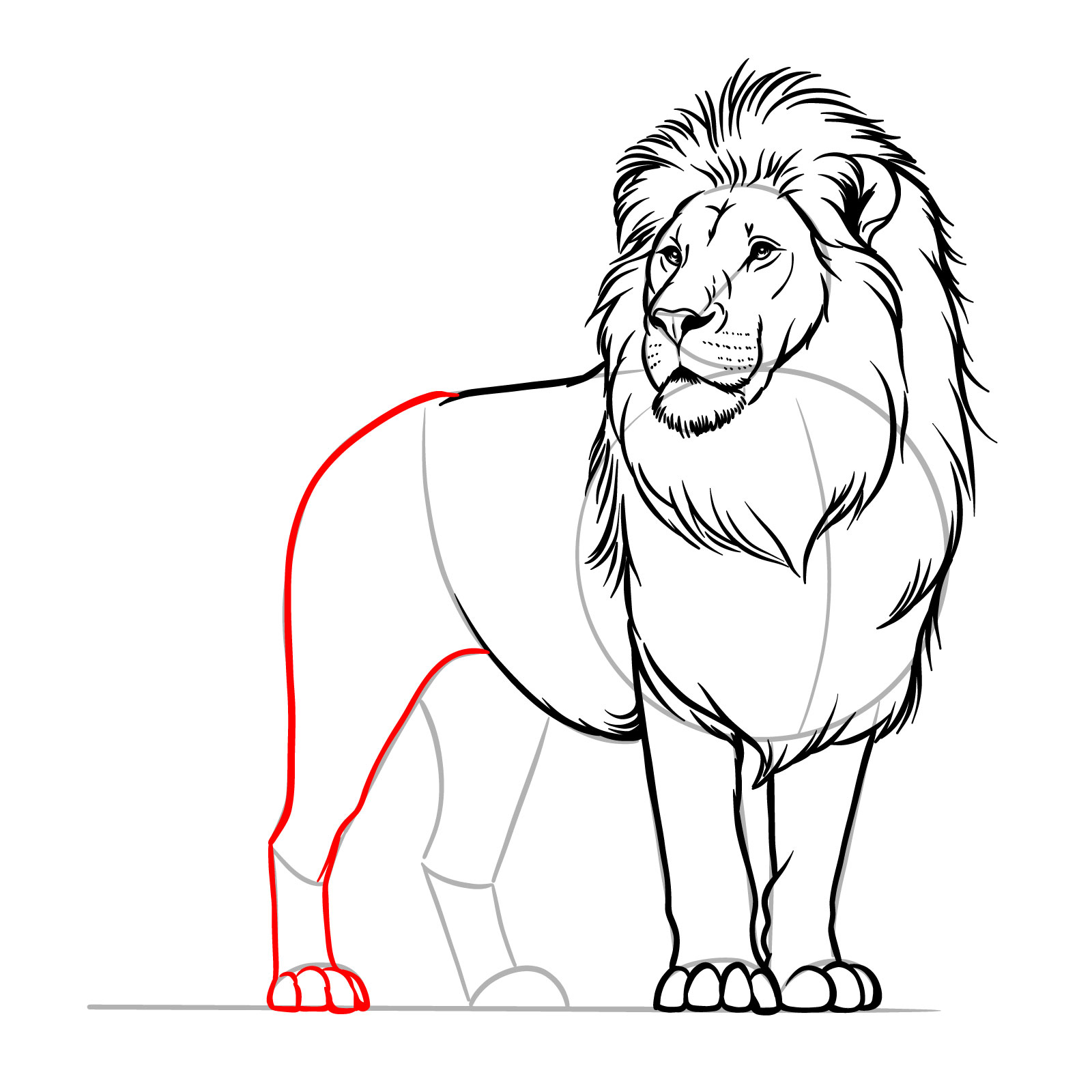 Finishing the body outline and adding the rear leg in a how to draw a standing lion guide - step 12