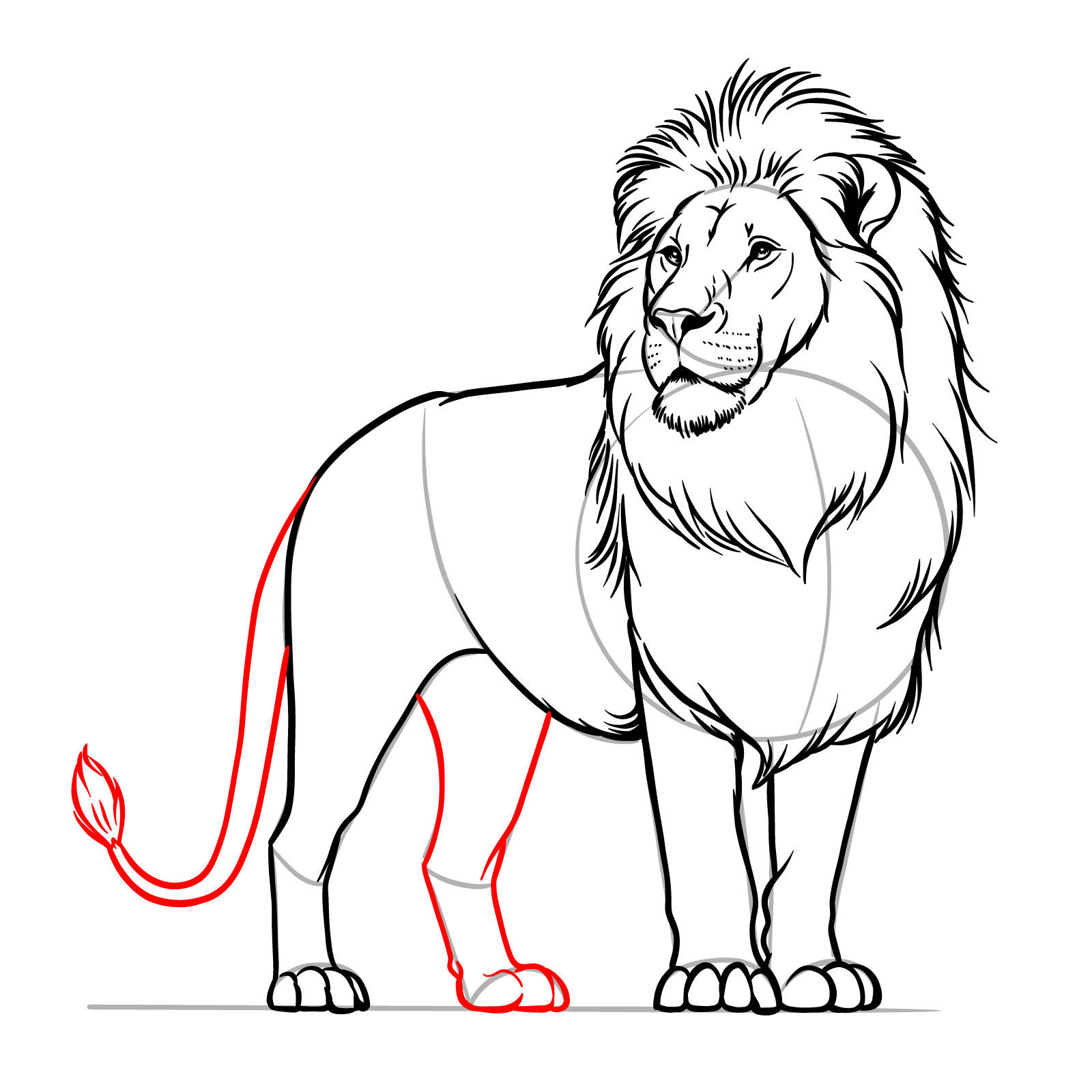 Adding the second rear leg and tail to the lion drawing process - step 13