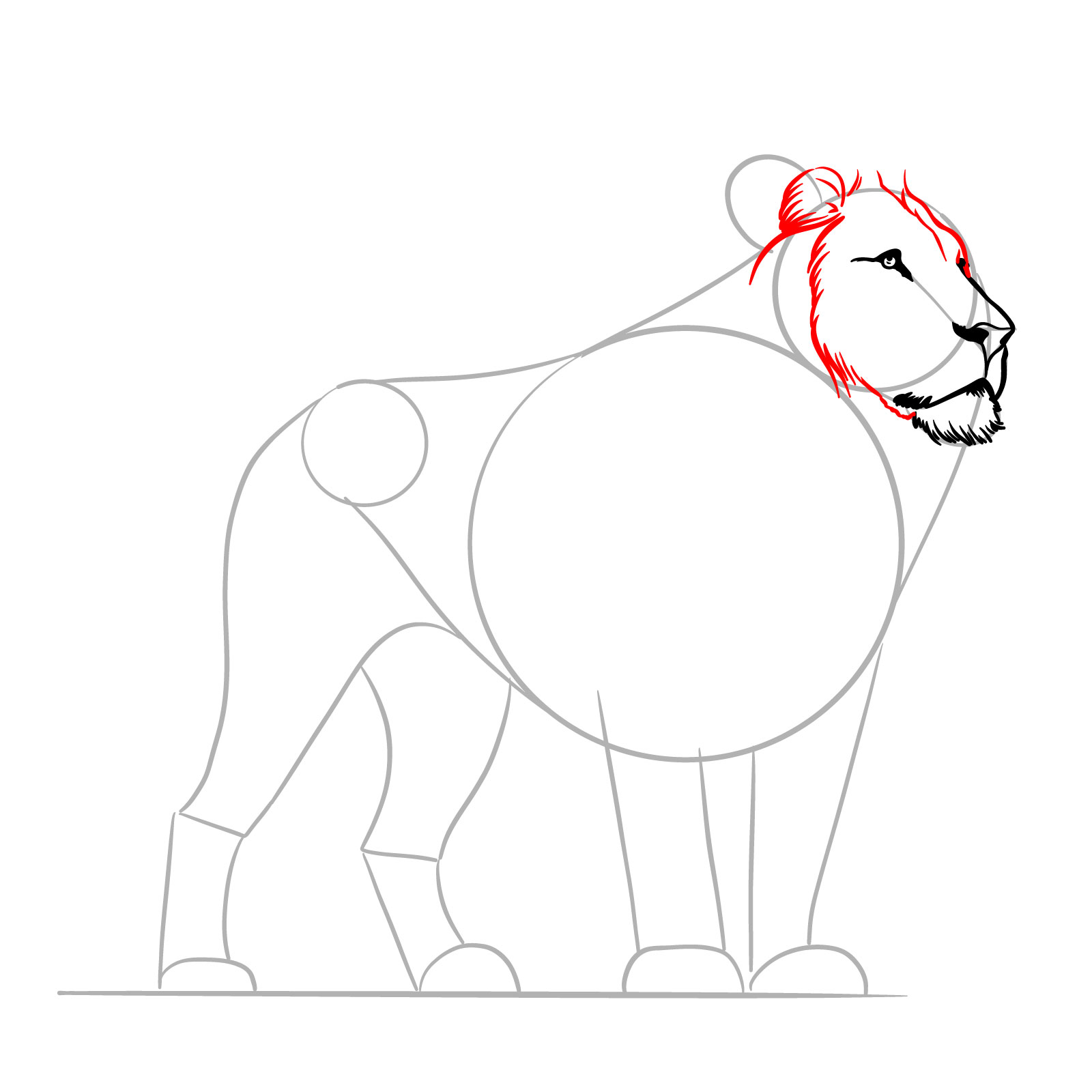 Creating the face frame with short lines in a standing lion sketch - step 06