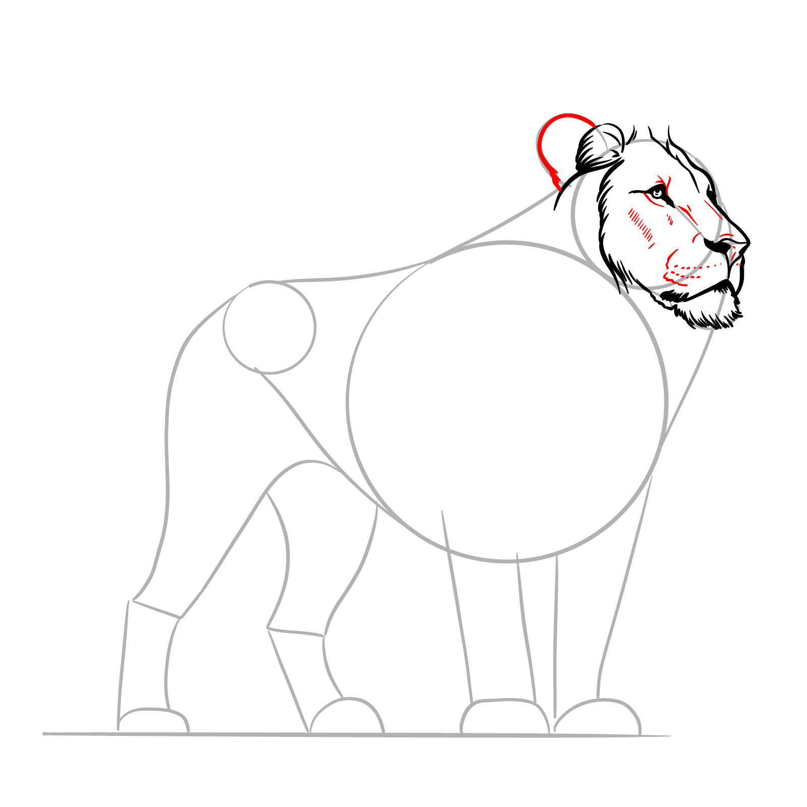 Finalizing the ear outline and facial details in a standing lion illustration guide - step 07