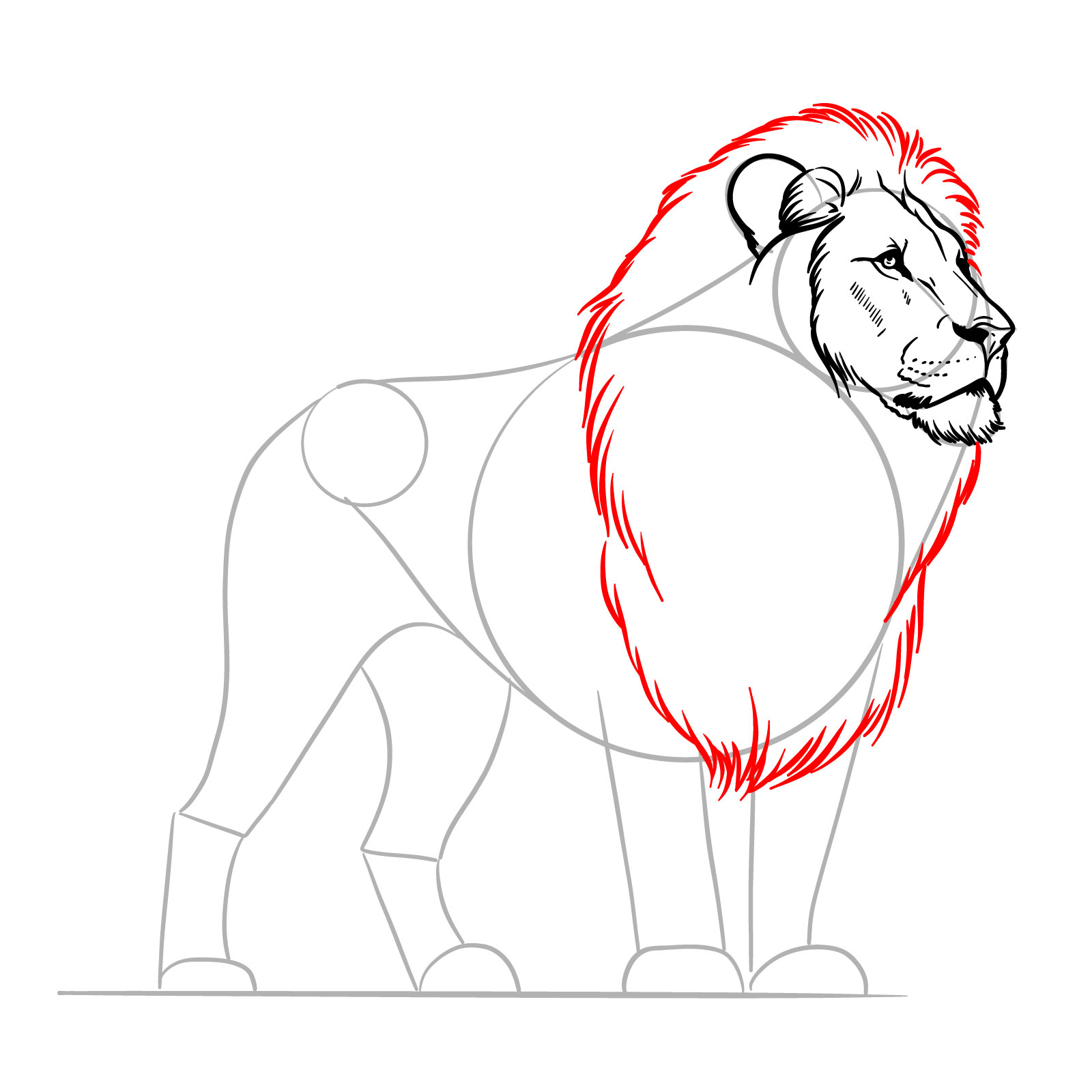 Mane outline for a forward-facing lion in a step-by-step drawing guide - step 08
