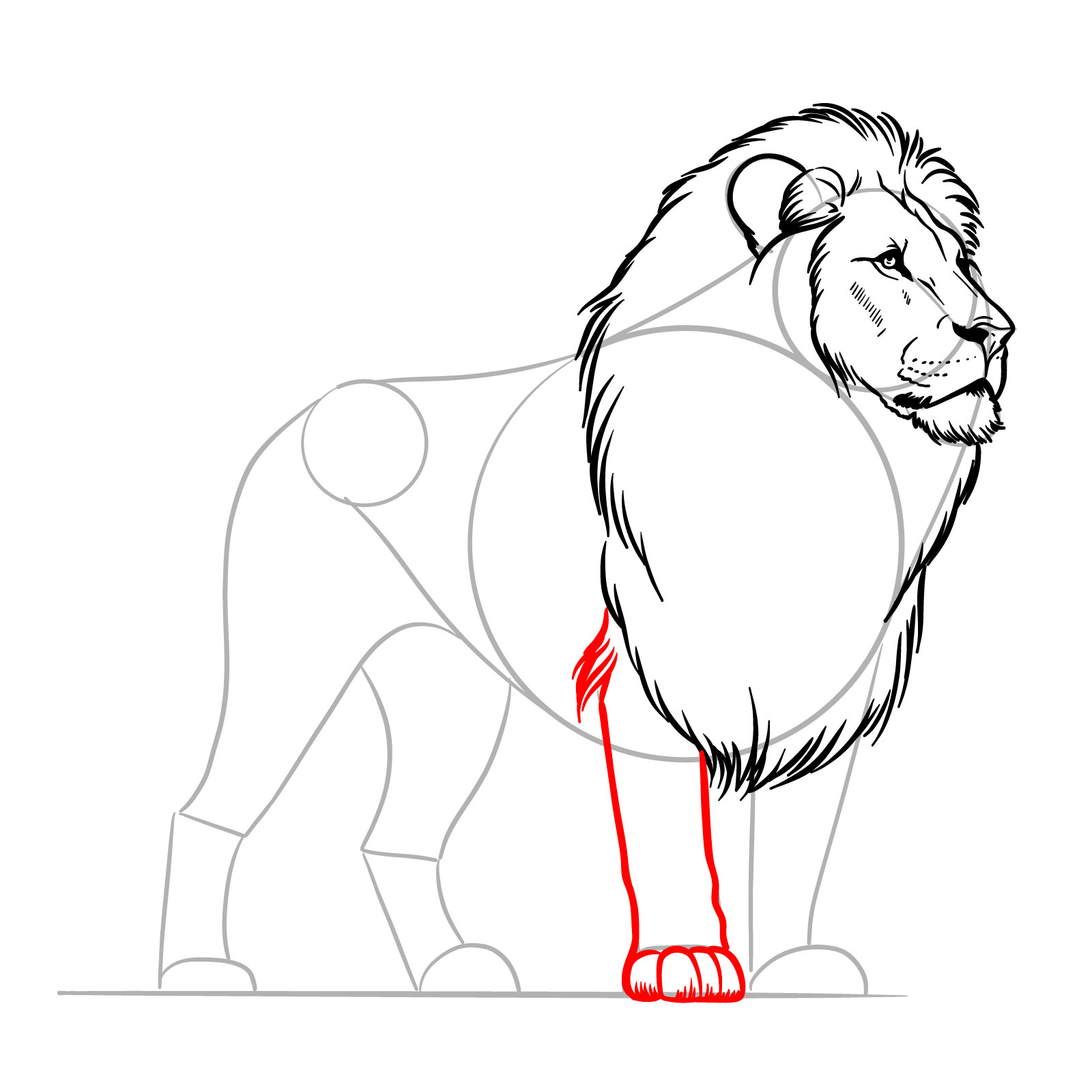 Drawing the front right leg of a lion in a how-to guide - step 09