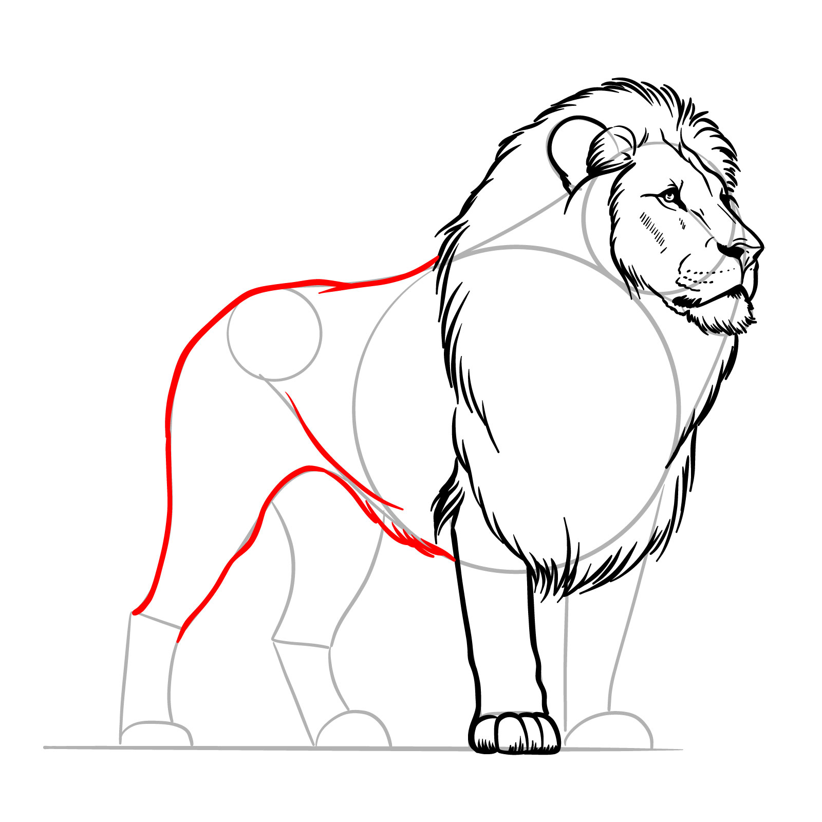 Body and rear leg shaping in a standing lion sketch - step 10