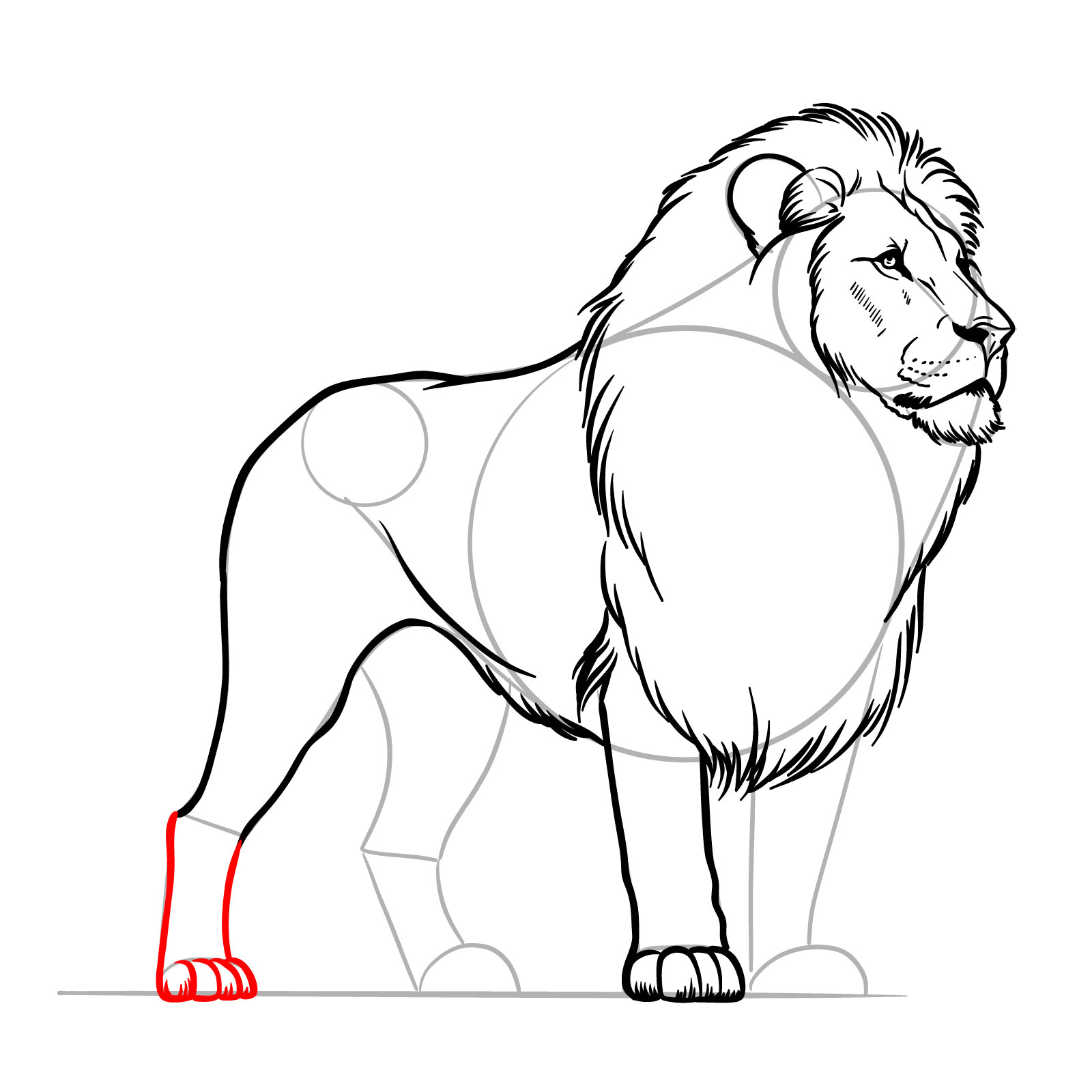 Completing the rear right leg in a standing lion drawing tutorial - step 11
