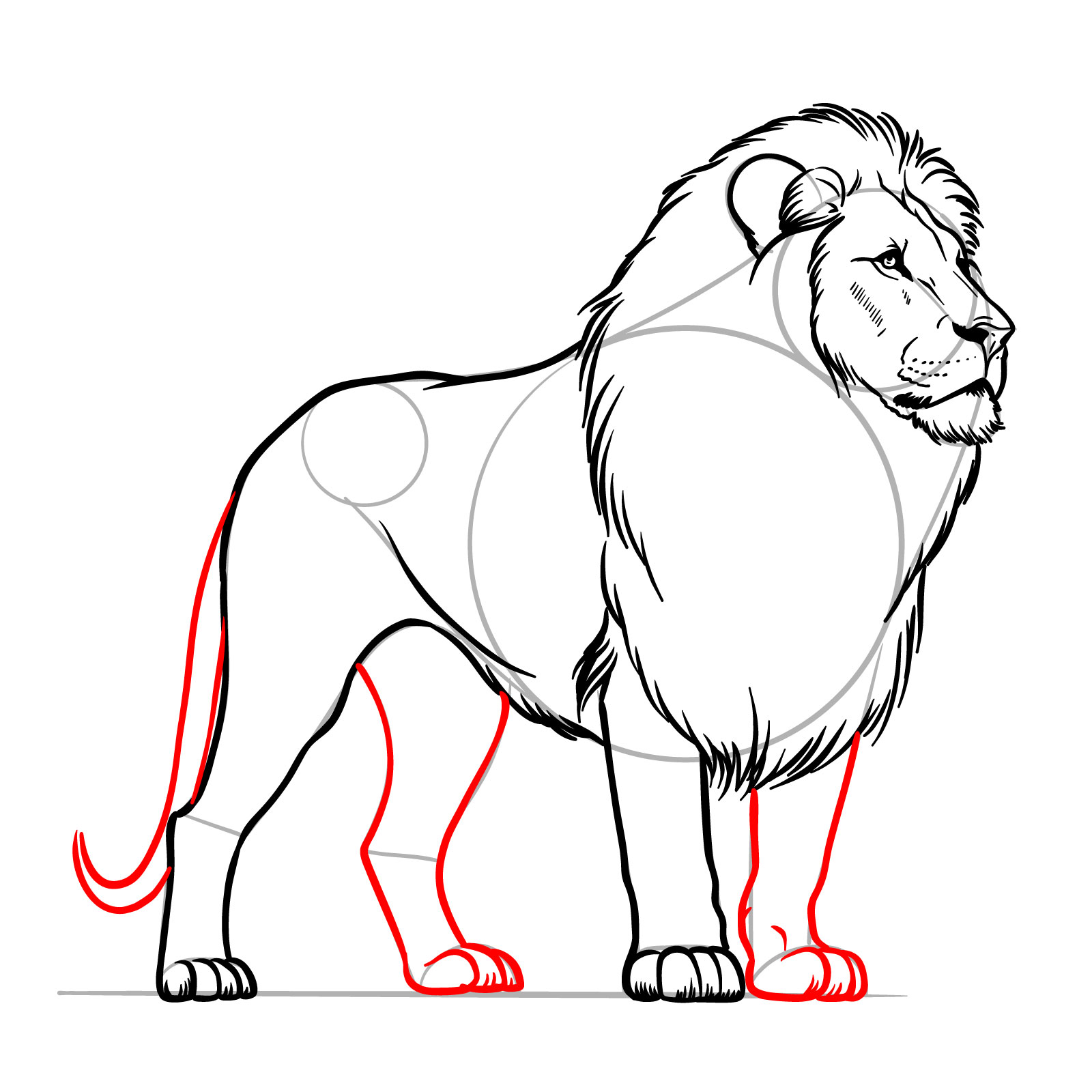 Adding the remaining legs and tail to a lion drawing - step 12