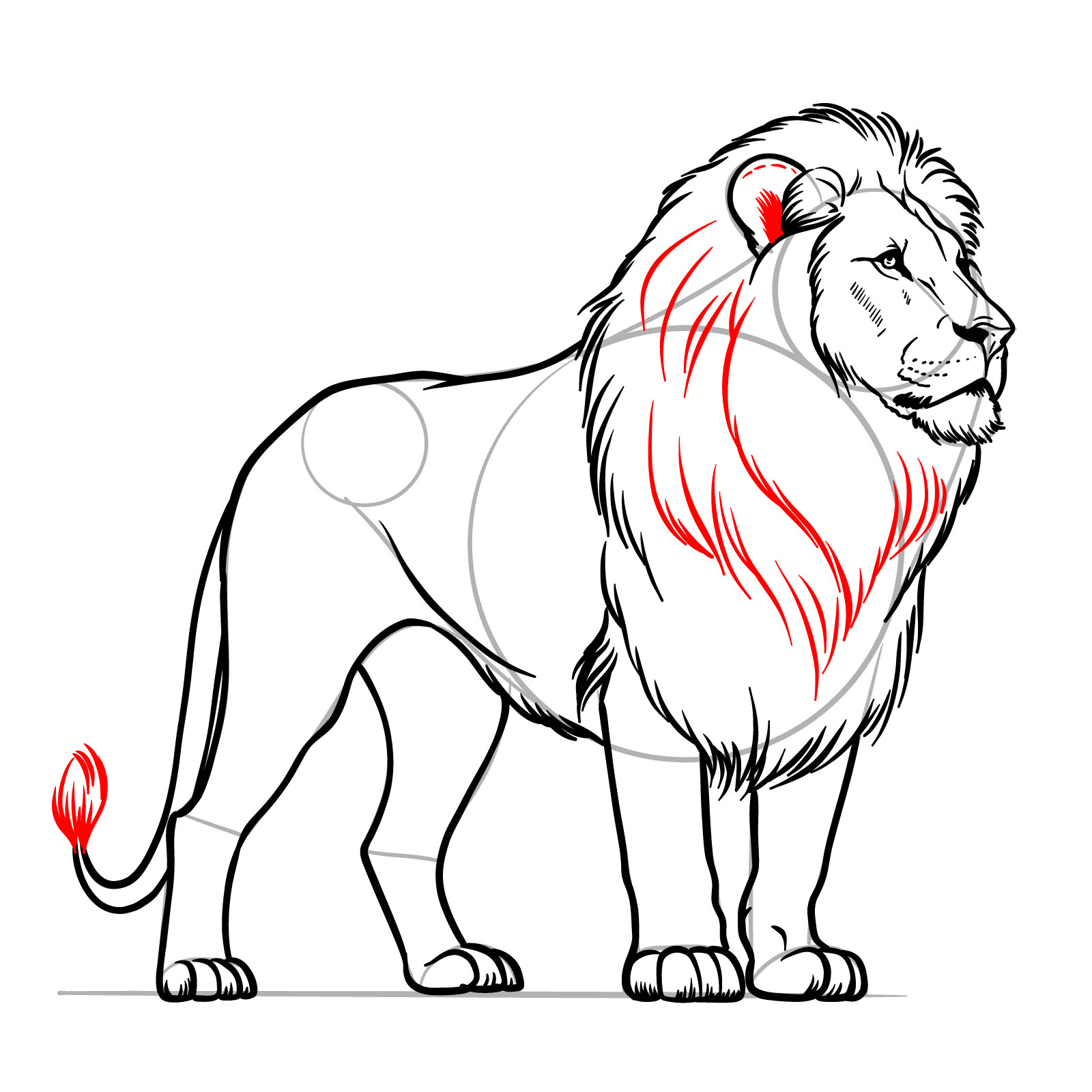 Detailing the mane and tail in a standing lion illustration - step 13