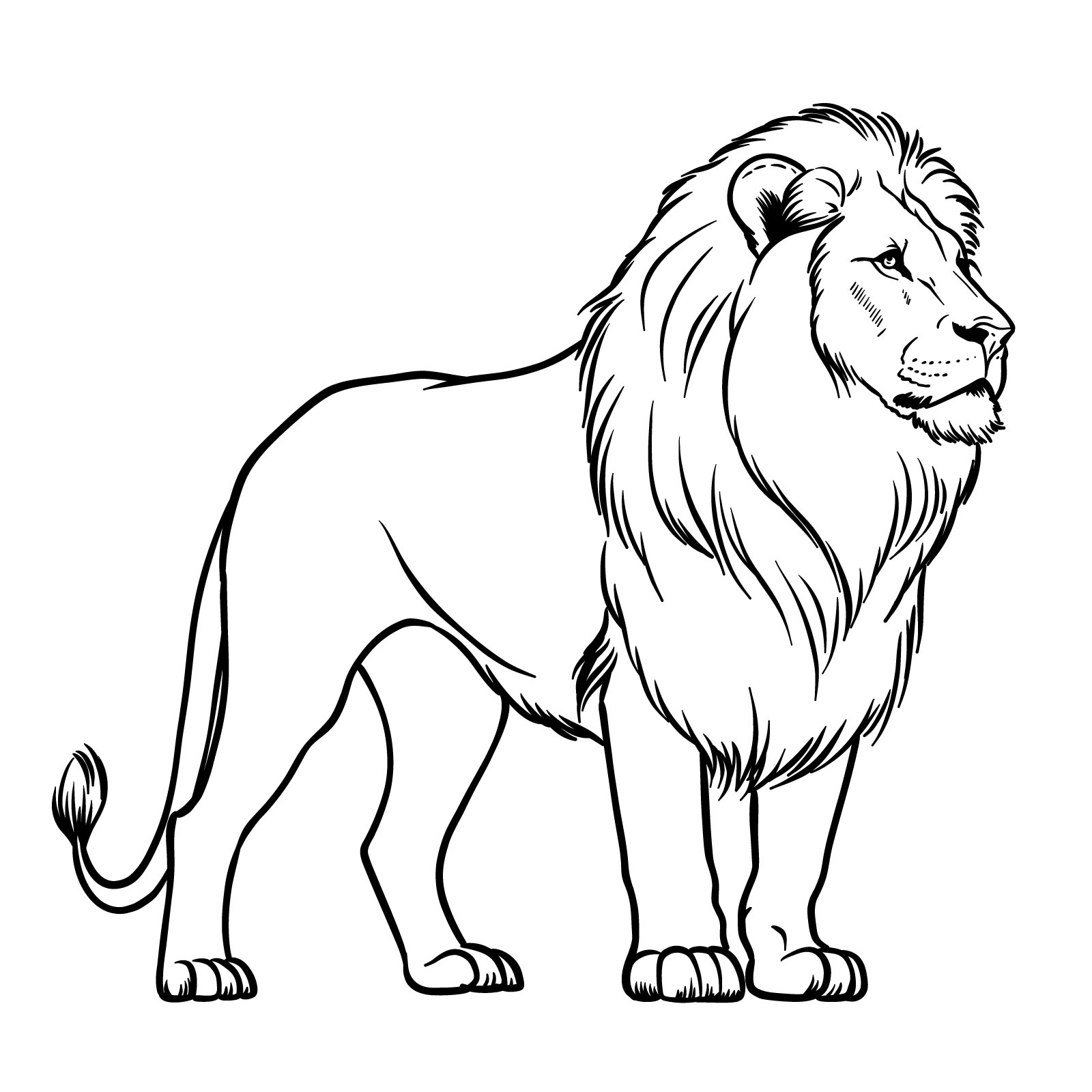 Standing lion easy drawing - 3/4 view and standing