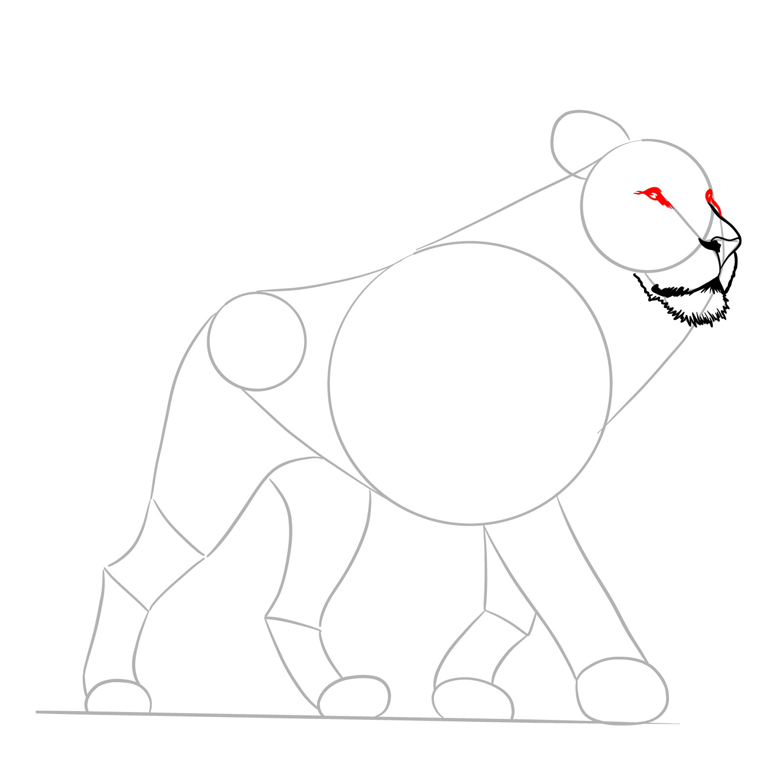 Walking lion drawing with eye detailing steps - step 05