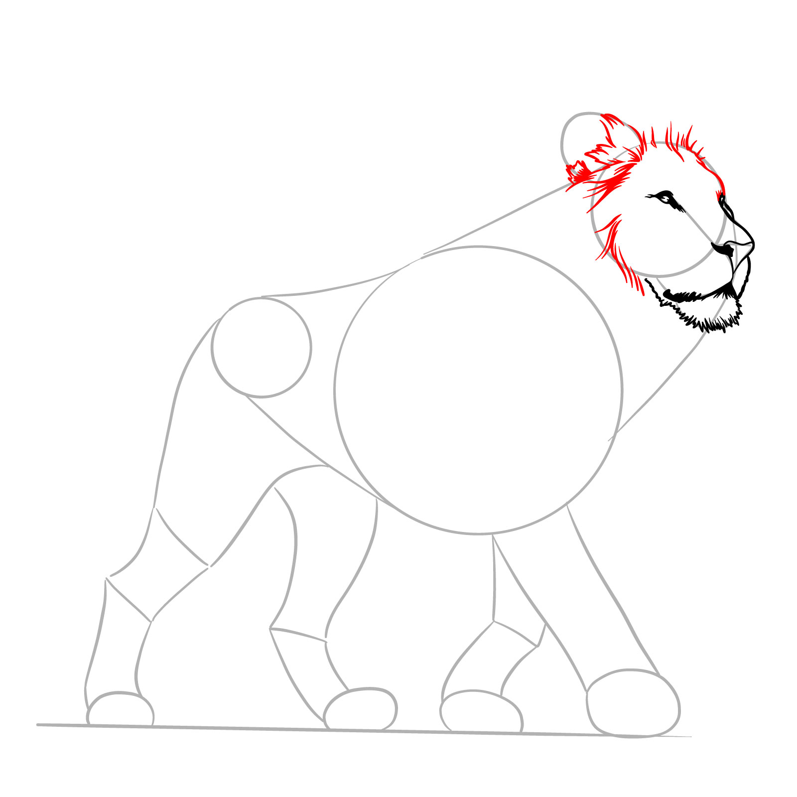 Walking lion sketch highlighting the fur around the face - step 06