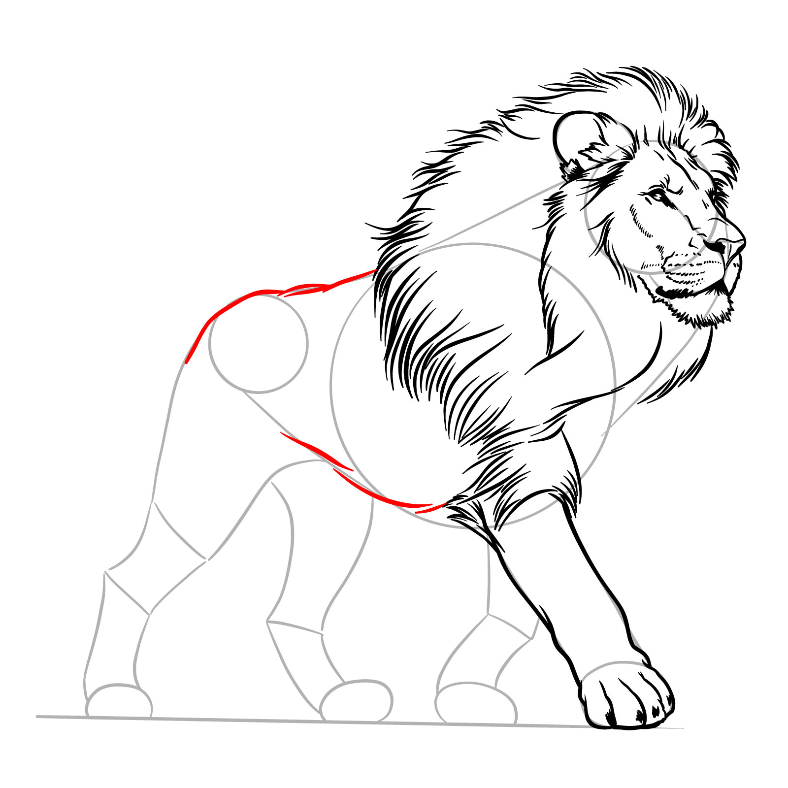 Adding the belly and back to a walking lion drawing - step 10
