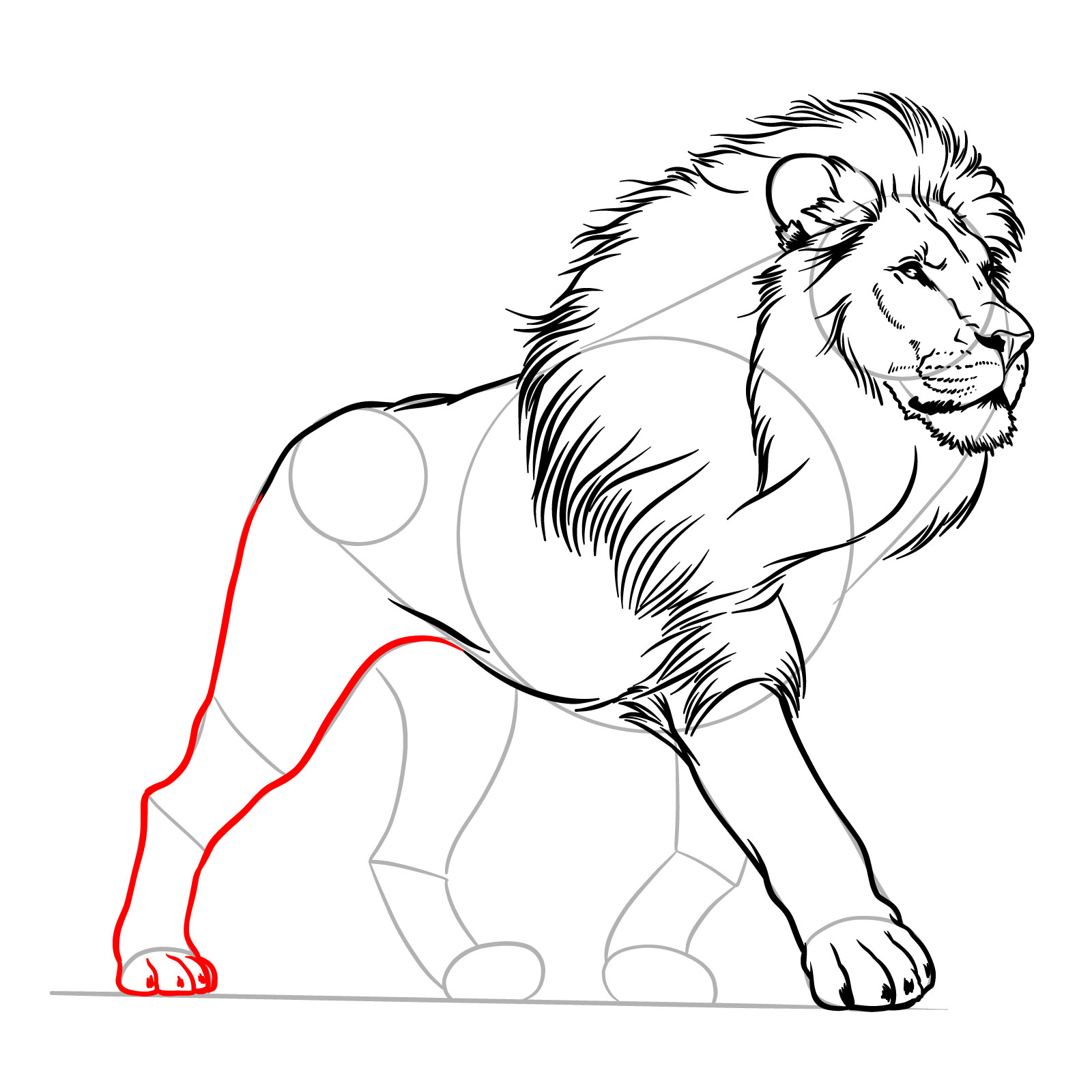Detailing the hind right leg of a walking lion - step 11