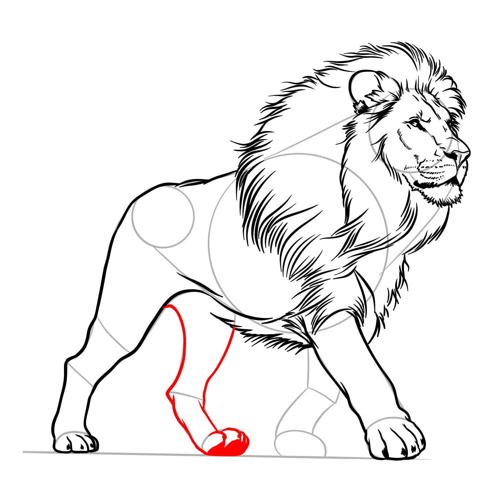 Sketching the left hind leg of a walking lion - step 13