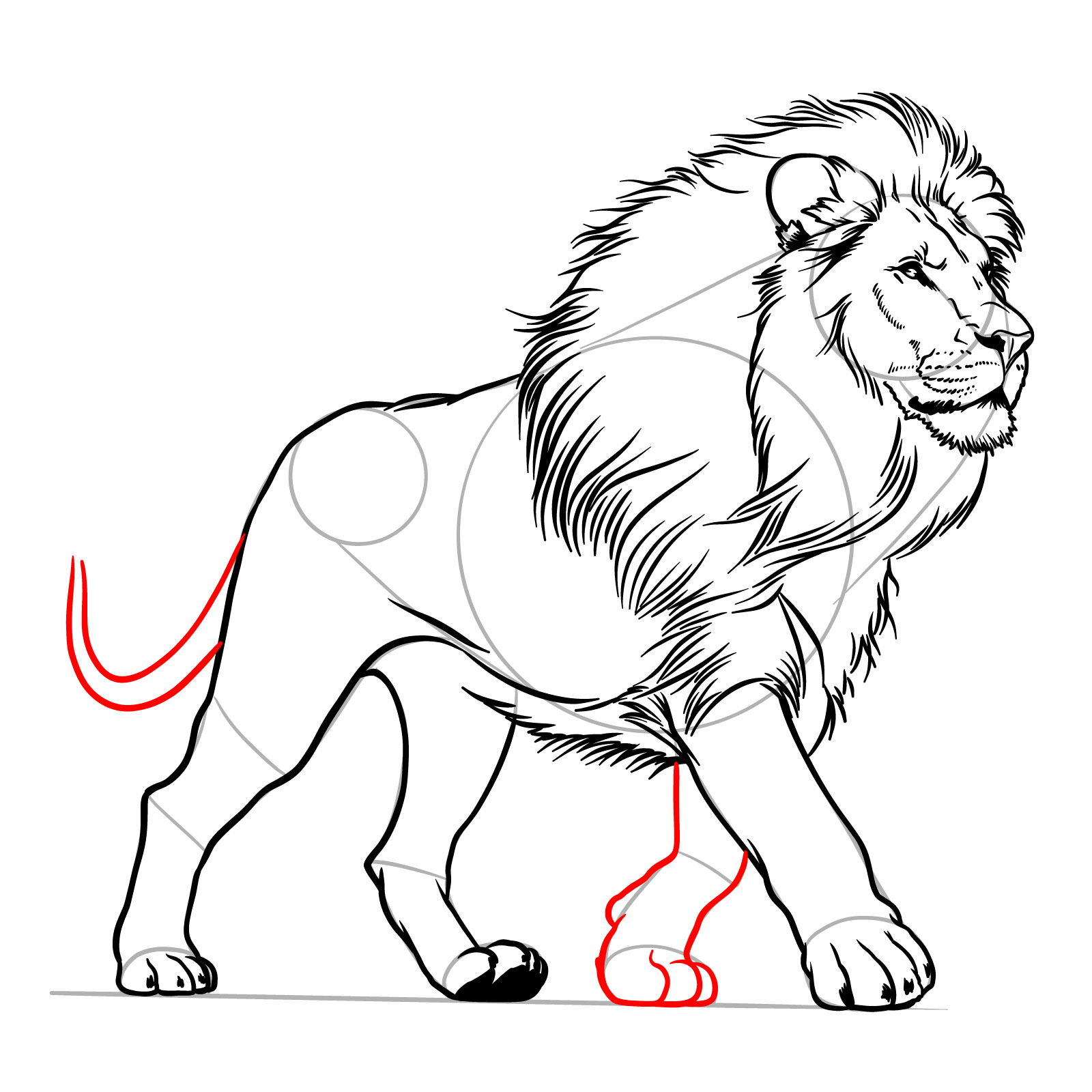 Walking lion drawing with front left leg and tail details - step 14