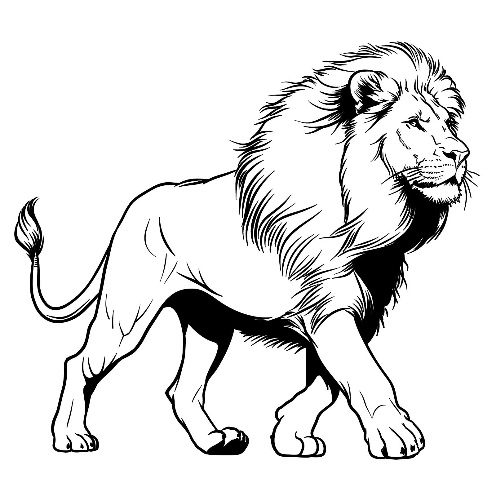 A step-by-step guide on how to draw a walking lion in 3/4 view