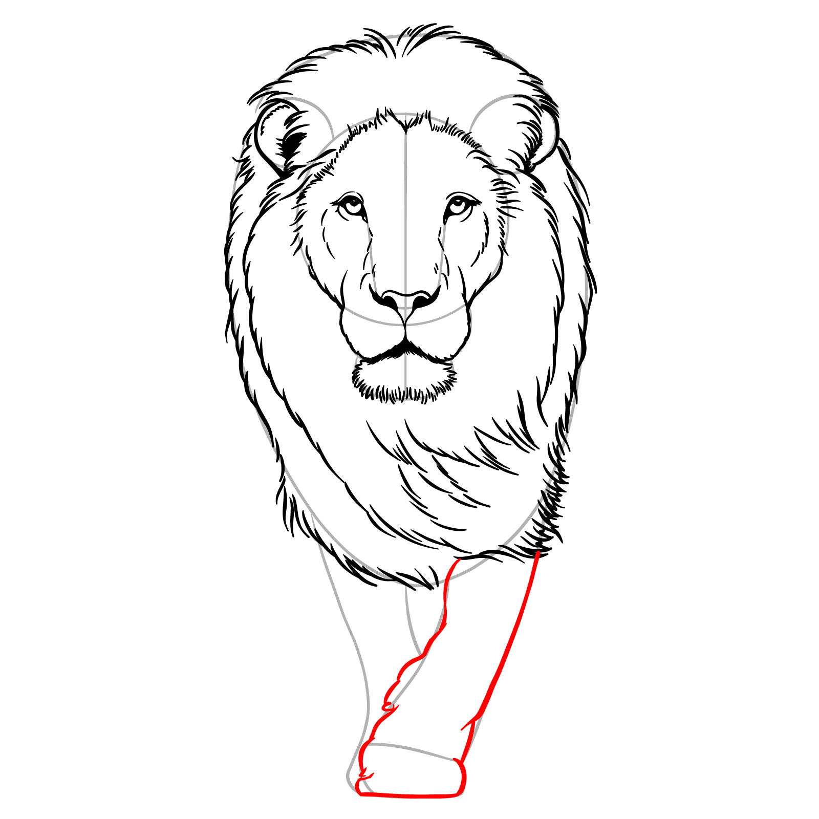 Drawing the first front leg of a walking lion in front view - step 10