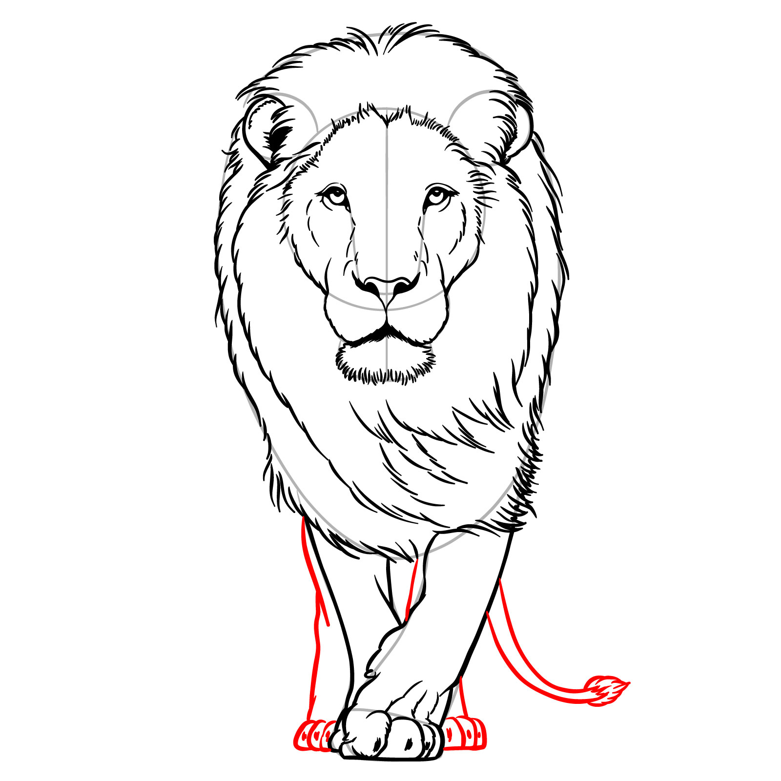 Illustrating the two hind legs and tail of a walking lion in front view - step 13